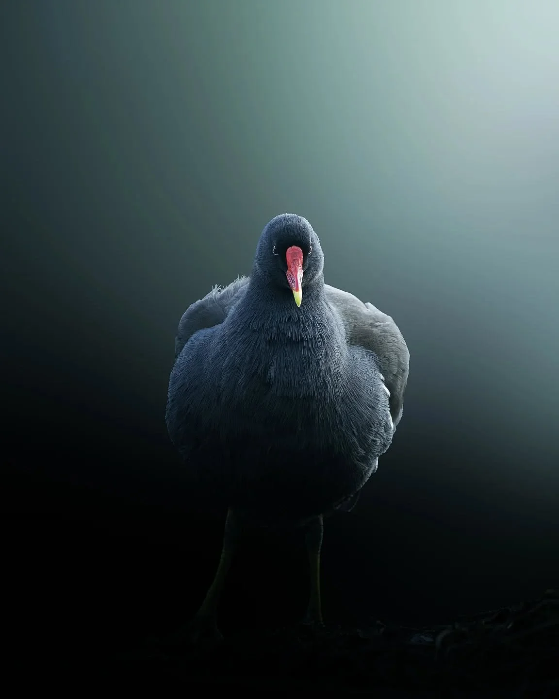 De face, cette galinule poule d&rsquo;eau montre tout son plumage sombre et son bec rouge bien visible 🐦
Immobile quelques secondes, elle semble presque poser pour la photo. Petite anecdote : malgr&eacute; son air tranquille, elle peut courir tr&egr
