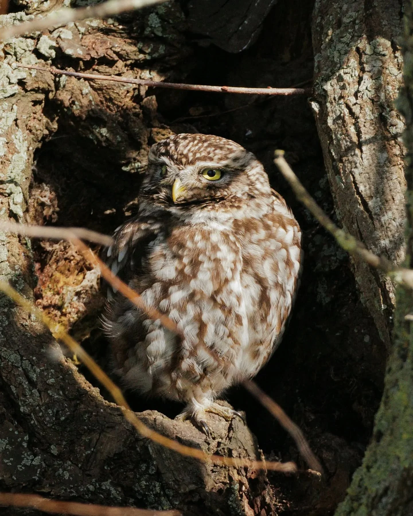 Une chev&ecirc;che d&rsquo;Ath&eacute;na se tient &agrave; l&rsquo;entr&eacute;e de son trou, en plein jour 🦉
Contrairement &agrave; beaucoup de chouettes, elle est active aussi la journ&eacute;e. L&agrave;, elle profite d&rsquo;un moment calme pour