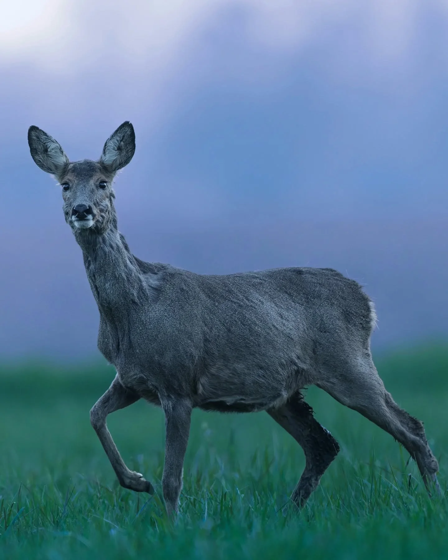 &Agrave; l&rsquo;heure bleue, une chevrette passe lentement tout pr&egrave;s de moi, &agrave; environ 12 m&egrave;tres 🦌
Elle me regarde longtemps, intrigu&eacute;e, sans vraiment r&eacute;ussir &agrave; m&rsquo;identifier gr&acirc;ce au camouflage.