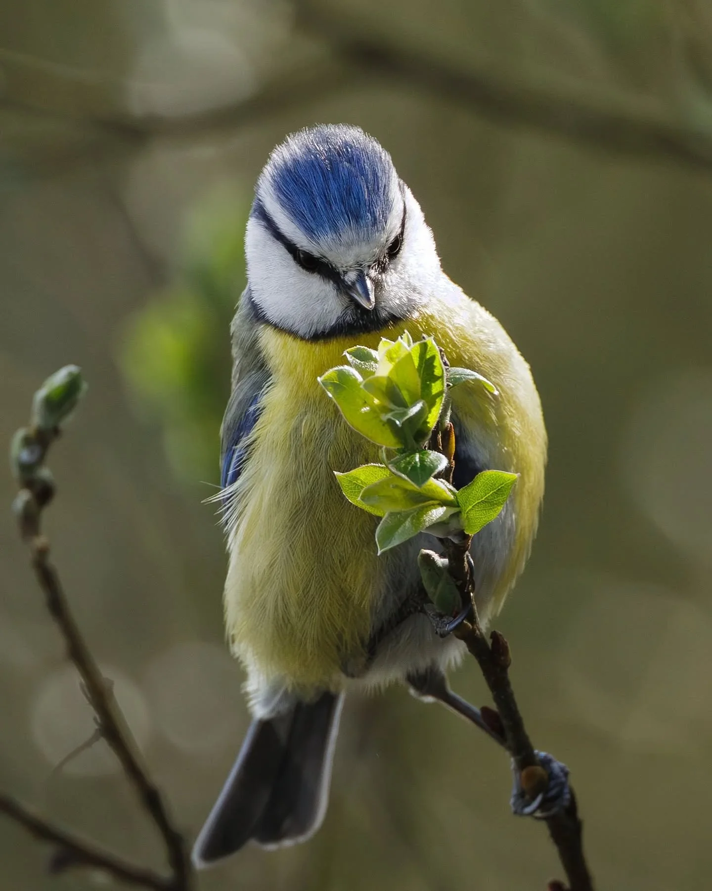 Une petite m&eacute;sange bleue perch&eacute;e au bout d&rsquo;une branche, concentr&eacute;e sur les jeunes feuilles qui apparaissent 🌿🐦
Fin mars, la nature reprend doucement vie, et elle en profite d&eacute;j&agrave; pour chercher de quoi se nour