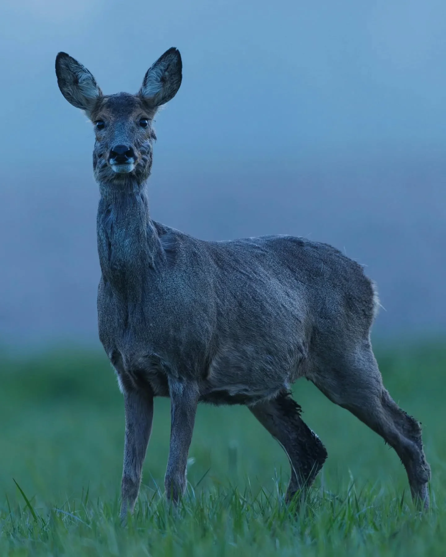 Deuxi&egrave;me photo de cette s&eacute;rie sur ce moment unique o&ugrave; cette chevrette s&rsquo;est approch&eacute;e tout pr&egrave;s, port&eacute;e par la curiosit&eacute; 🦌🌙
&Agrave; l&rsquo;heure bleue, elle s&rsquo;arr&ecirc;te quelques seco