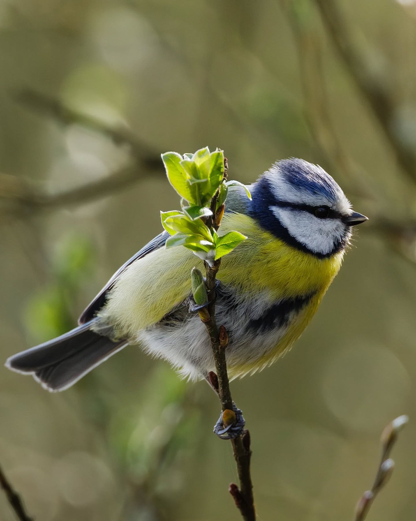 Deuxi&egrave;me photo de cette s&eacute;rie sur cette petite m&eacute;sange bleue, toujours en qu&ecirc;te de nourriture 🌿🐦
Perch&eacute;e sur une branche, elle prend le temps d&rsquo;inspecter chaque d&eacute;tail, profitant des premiers signes du