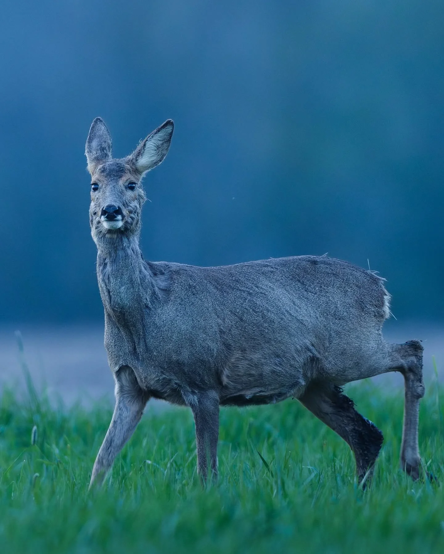 Troisi&egrave;me photo de cette s&eacute;rie sur cette chevrette &agrave; l&rsquo;heure bleue 🦌🌙
Elle continuait de s&rsquo;approcher doucement, curieuse, avan&ccedil;ant pas &agrave; pas dans cette lumi&egrave;re froide du soir&hellip; un moment r