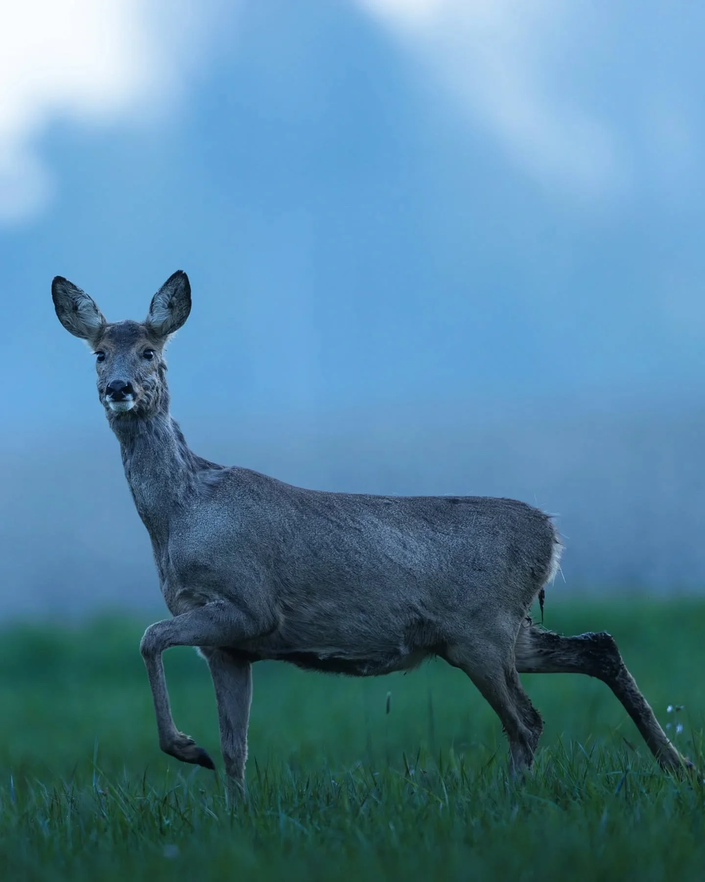 Quatri&egrave;me photo de cette s&eacute;rie 🦌
Attendre des heures pour vivre ces moments c'est vraiment unique et inoubliable 📷
L'heure bleue amplifie cette effet avec ces couleurs bleut&eacute;es 🔵

#Chevreuil #wildlifephotography #photoanimali&