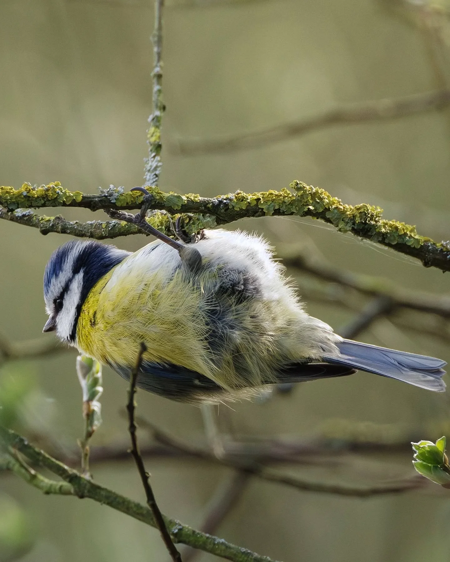 Quatri&egrave;me photo de cette s&eacute;rie 🪶🌿
Les m&eacute;sanges bleues sont si agiles sur les arbres, je trouve &ccedil;a toujours agr&eacute;able de les observer et les photographier !

#mesangebleue #BlueTit #createddifferent #bird #camara