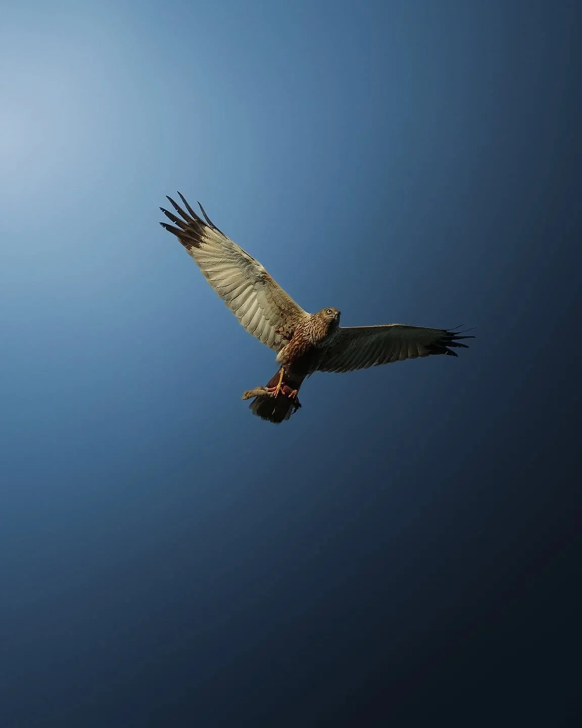 Une s&eacute;rie sur ce magnifique m&acirc;le busard des roseaux 🦅
Je l&rsquo;ai observ&eacute; revenir au nid avec une proie qui semblait &ecirc;tre des restes de li&egrave;vre. C&rsquo;est toujours impressionnant de voir ce genre de sc&egrave;ne e