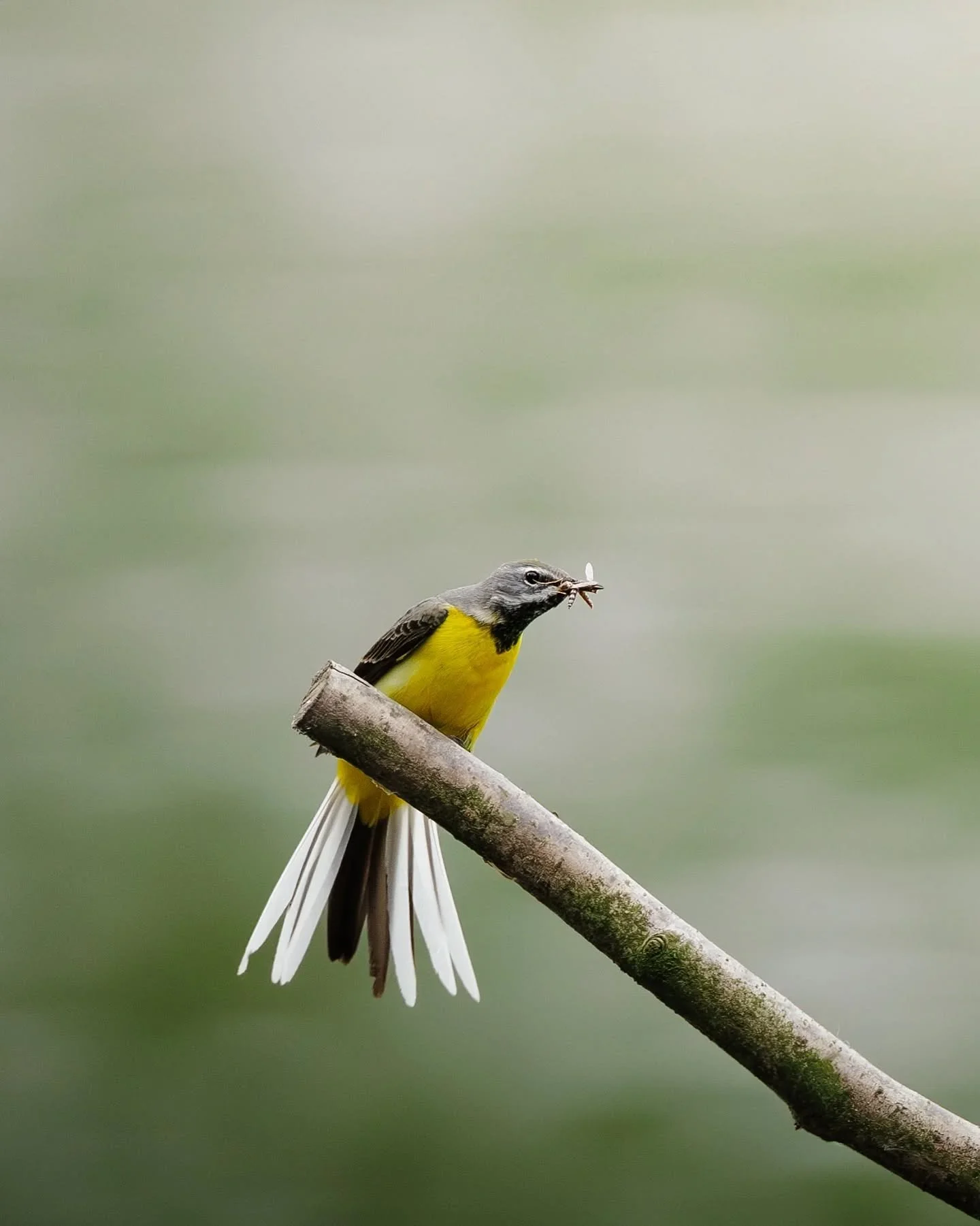 Premi&egrave;re photo de cette s&eacute;rie sur cette bergeronnette des ruisseaux 💛🐦
Perch&eacute;e quelques secondes au-dessus du marais, elle en profitait pour chasser les petits insectes qui passaient &agrave; port&eacute;e. Toujours en mouvemen