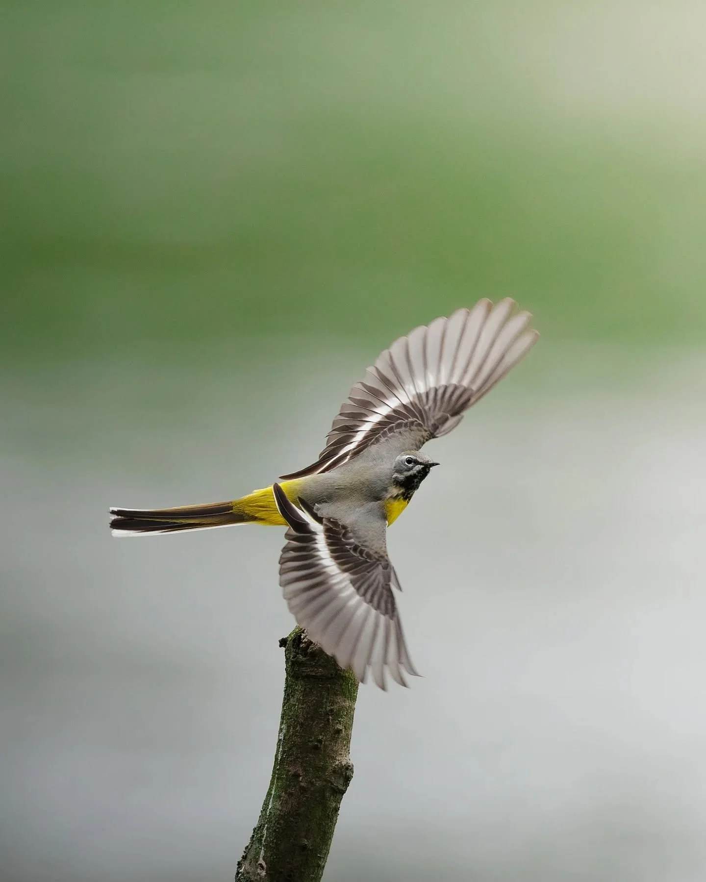 Premi&egrave;re seconde d&rsquo;envol pour cette bergeronnette des ruisseaux 🌿
Toujours impressionnant de voir la rapidit&eacute; avec laquelle elle quitte son perchoir pour attraper quelques insectes au-dessus de l&rsquo;eau avant de revenir se pos