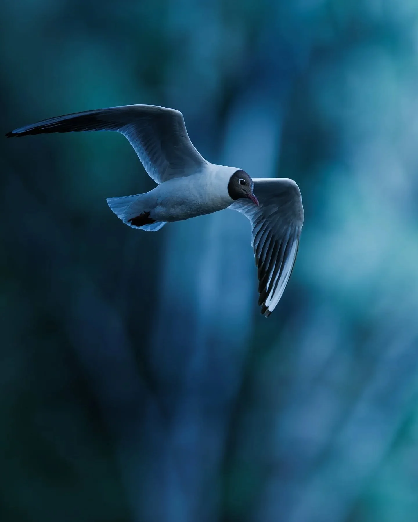 🕊️ Une mouette rieuse en plein vol, port&eacute;e par les courants d'air.
J'aime beaucoup l'ambiance de cette photo, avec ces teintes bleut&eacute;es qui mettent en valeur la l&eacute;g&egrave;ret&eacute; et l'&eacute;l&eacute;gance de l'oiseau.

🕊