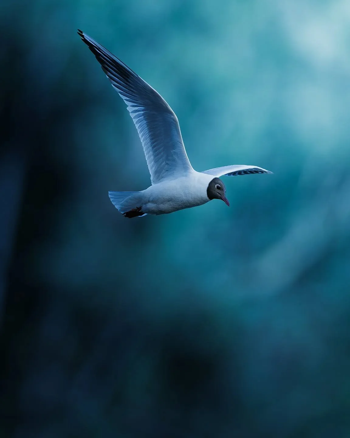 Une mouette rieuse en plein vol 🪶

J'aime beaucoup cette photo pour son ambiance presque irr&eacute;elle. Avec les tons bleut&eacute;s en arri&egrave;re-plan, on a l'impression que la mouette flotte dans un d&eacute;cor de peinture.
Un instant de l&