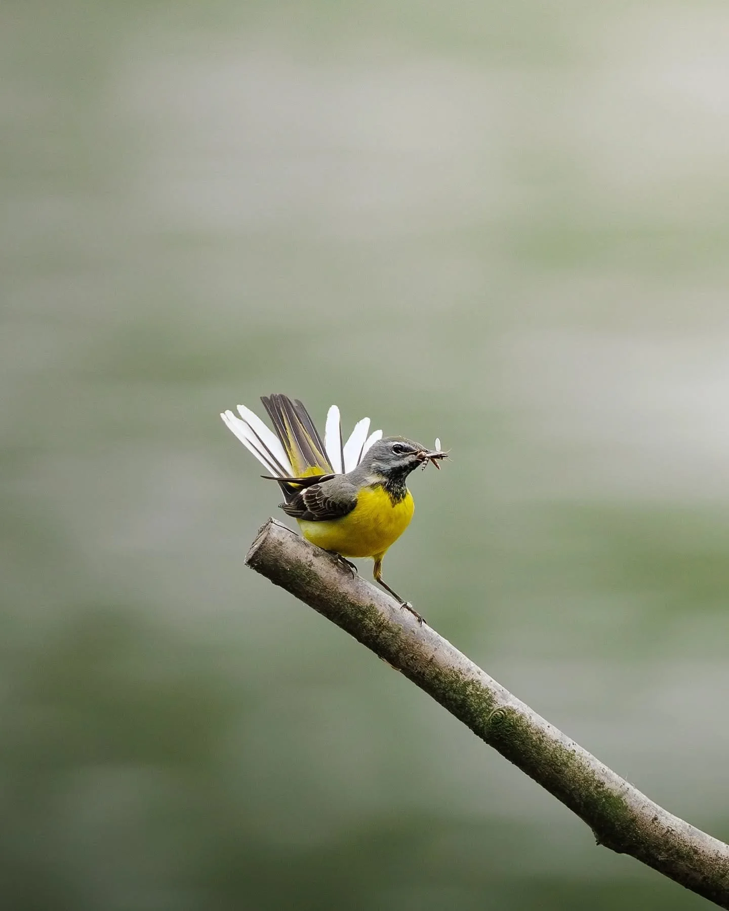 3&egrave;me photo de cette s&eacute;rie sur la bergeronnette des ruisseaux 🌿
Cette fois, la chasse a &eacute;t&eacute; fructueuse. Apr&egrave;s plusieurs allers-retours au-dessus de l'eau, la voil&agrave; perch&eacute;e avec un insecte dans le bec a