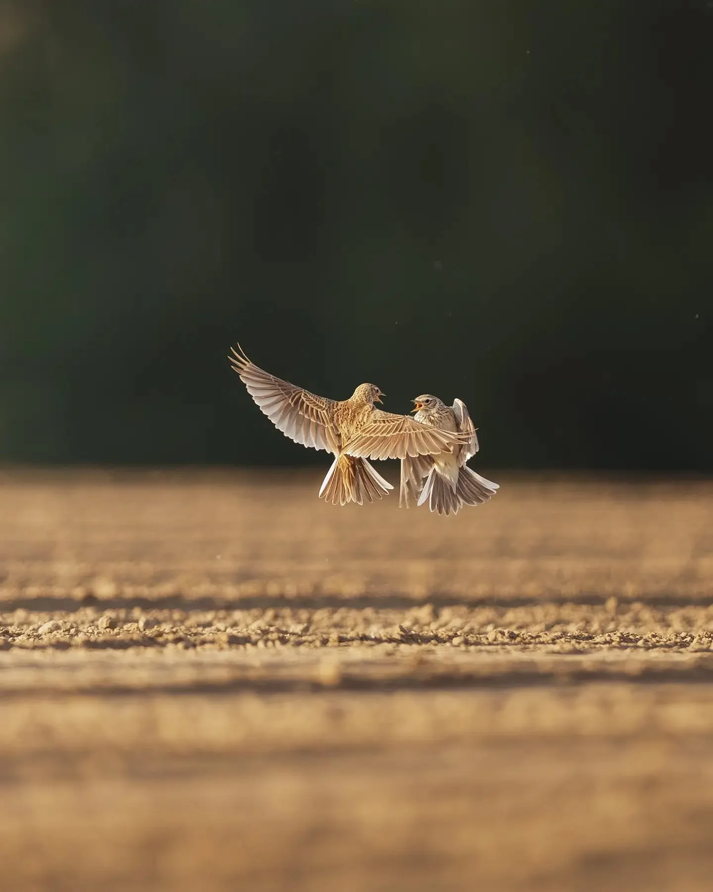 Deux alouettes des champs suspendues dans les airs, en plein vol nuptial. 💛

Au printemps, ces parades a&eacute;riennes font partie des spectacles les plus fascinants des plaines agricoles. Les m&acirc;les montent parfois tr&egrave;s haut dans le ci