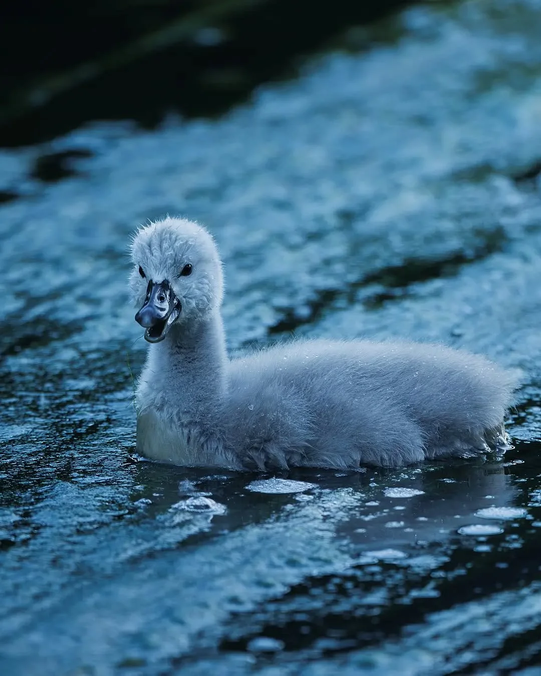 La douceur d'un jeune cygne tubercul&eacute; dans une ambiance aux teintes bleut&eacute;es. 💙
Avec son duvet encore tout blanc, il glisse paisiblement sur l'eau, offrant une sc&egrave;ne pleine de calme et de d&eacute;licatesse. Un moment simple, ma