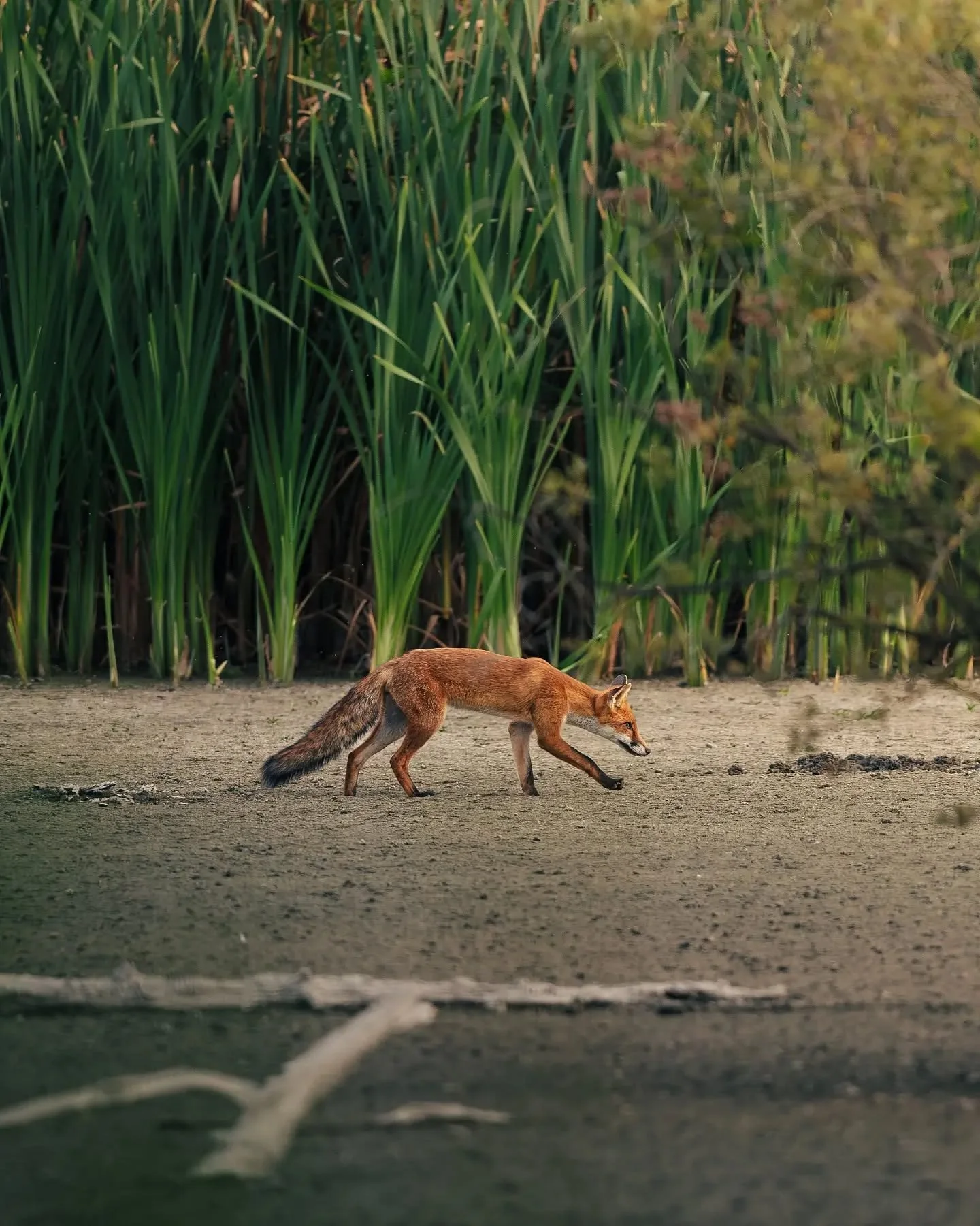 Une rencontre inattendue au c&oelig;ur du marais. 🦊🌅

Ce soir-l&agrave;, deux renards sont apparus &agrave; plusieurs reprises alors que le soleil se couchait. J&rsquo;ai eu la chance de pouvoir les observer pendant un long moment et surtout de les