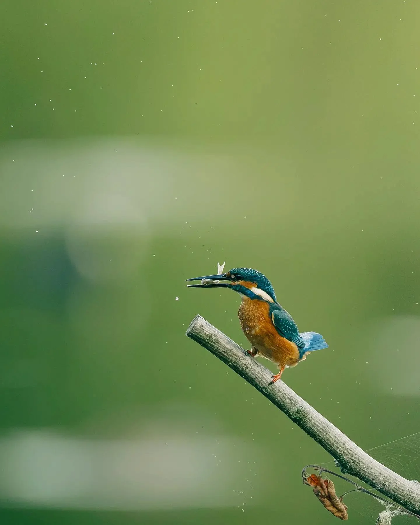 Une p&ecirc;che r&eacute;ussie pour ce martin-p&ecirc;cheur ! 🐟💙
Une fois pos&eacute; sur sa branche, il secoue et frappe sa prise afin de l&rsquo;assommer et de pouvoir l&rsquo;avaler plus facilement, g&eacute;n&eacute;ralement la t&ecirc;te la pr