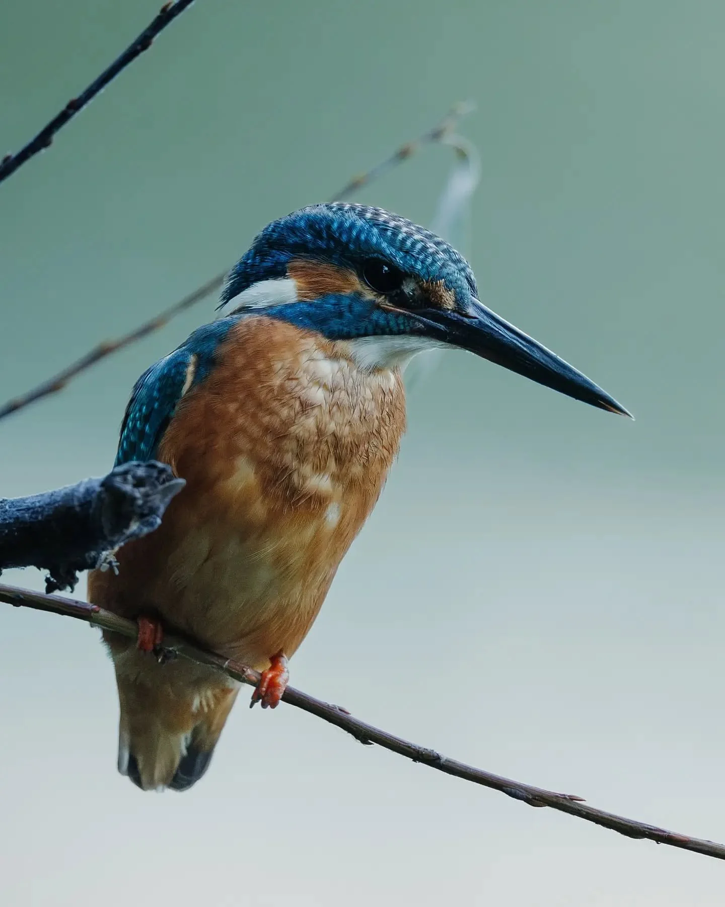 Presque plus de lumi&egrave;re, mais un martin-p&ecirc;cheur incroyablement proche. 💙🌙
Une rencontre que je vais pas oublier.

Almost no light left, but an incredibly close encounter with this Common Kingfisher. 💙🌙
A moment I won&rsquo;t forget a