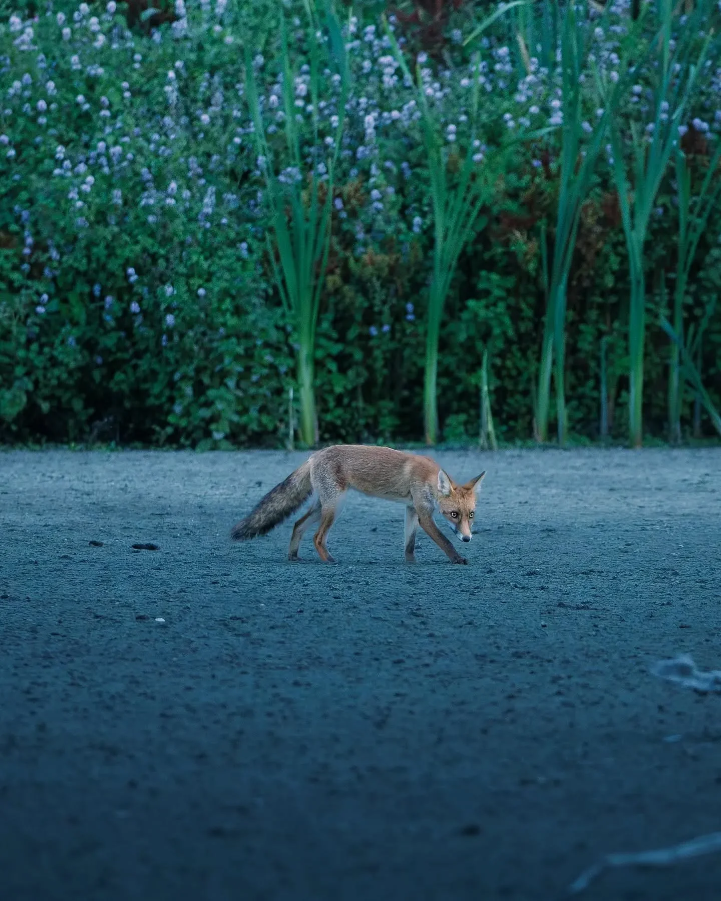 Tr&egrave;s tard dans la soir&eacute;e, alors qu&rsquo;il ne restait presque plus de lumi&egrave;re, ce renard roux se d&eacute;pla&ccedil;ait tranquillement &agrave; la recherche de nourriture. 🦊💙
Une rencontre &agrave; l&rsquo;heure bleue dans un