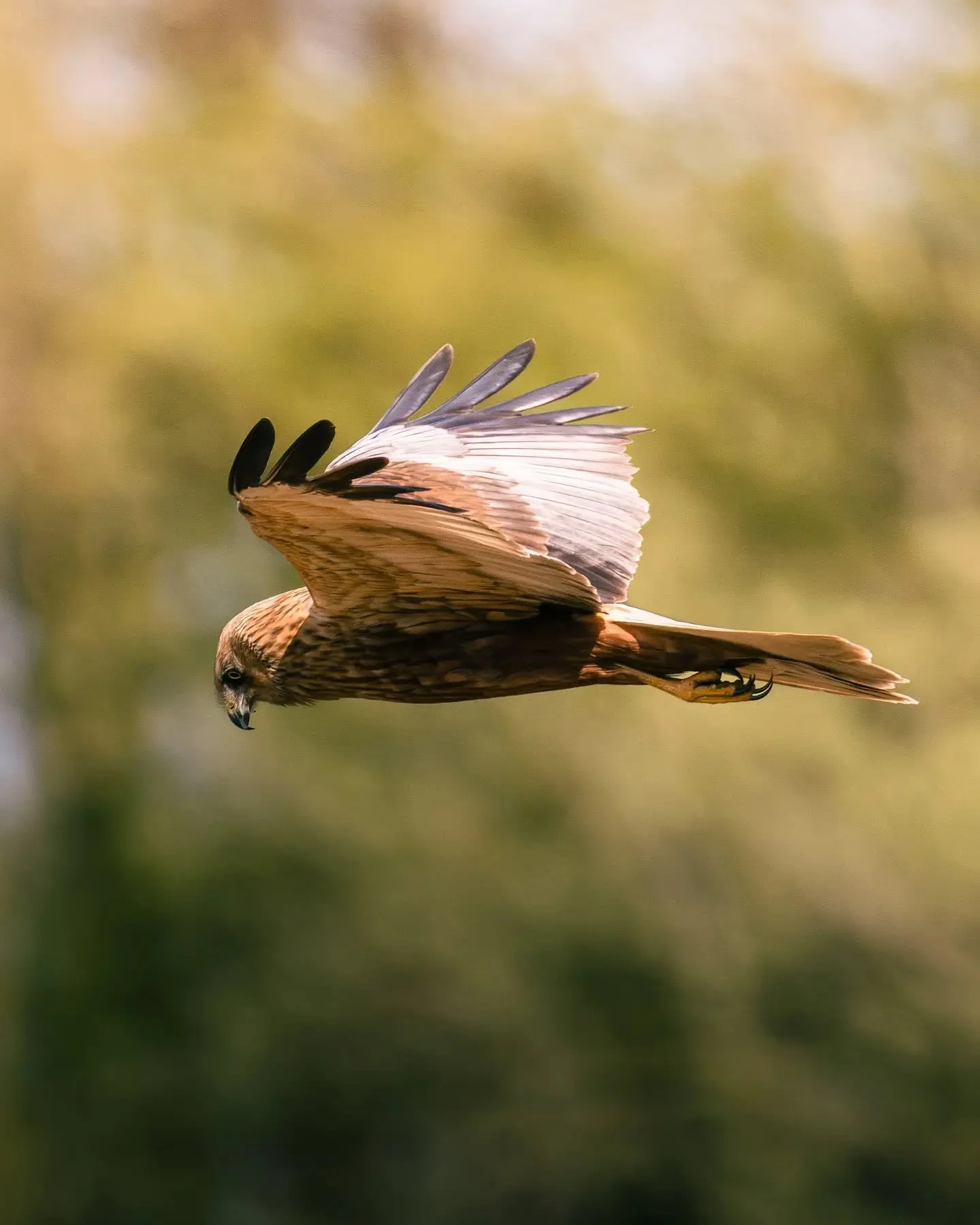 &Ccedil;a t&rsquo;arrive de red&eacute;couvrir certaines de tes anciennes photos ? 🌅🦅

Ces images d&rsquo;un Busard des roseaux m&acirc;le au-dessus d&rsquo;une roseli&egrave;re datent d&rsquo;il y a plus d&rsquo;un an. Je viens tout juste de les r