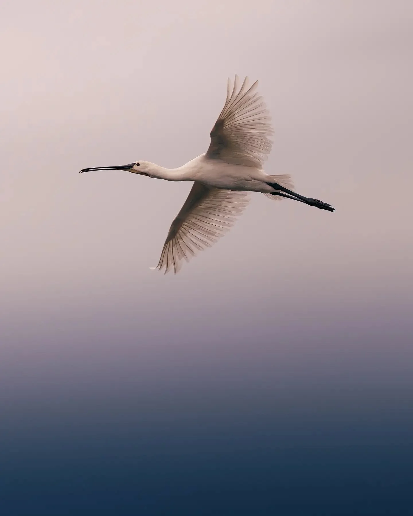 Difficile de ne pas s&rsquo;arr&ecirc;ter devant une sc&egrave;ne comme celle-l&agrave;. ✨
Au coucher du soleil, plus de quinze spatules blanches ont travers&eacute; le marais ensemble, avec un ciel rempli de couleurs derri&egrave;re elles. Un de ces