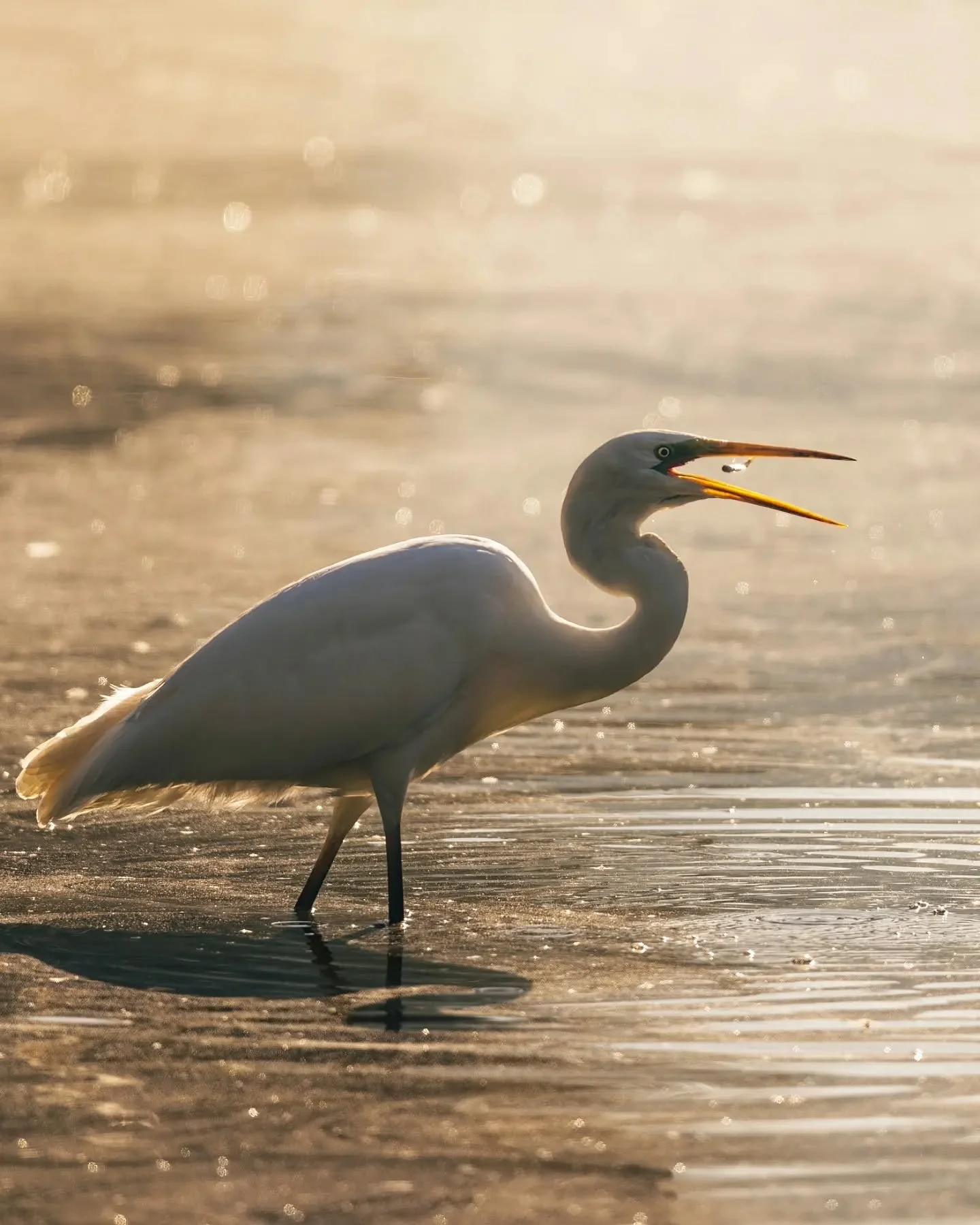 Une grande aigrette, quelques poissons&hellip; et une lumi&egrave;re difficile &agrave; oublier. ✨
Ce matin-l&agrave;, elle p&ecirc;chait dans le marais au lever du soleil, entour&eacute;e d&rsquo;une brume l&eacute;g&egrave;re qui renfor&ccedil;ait 