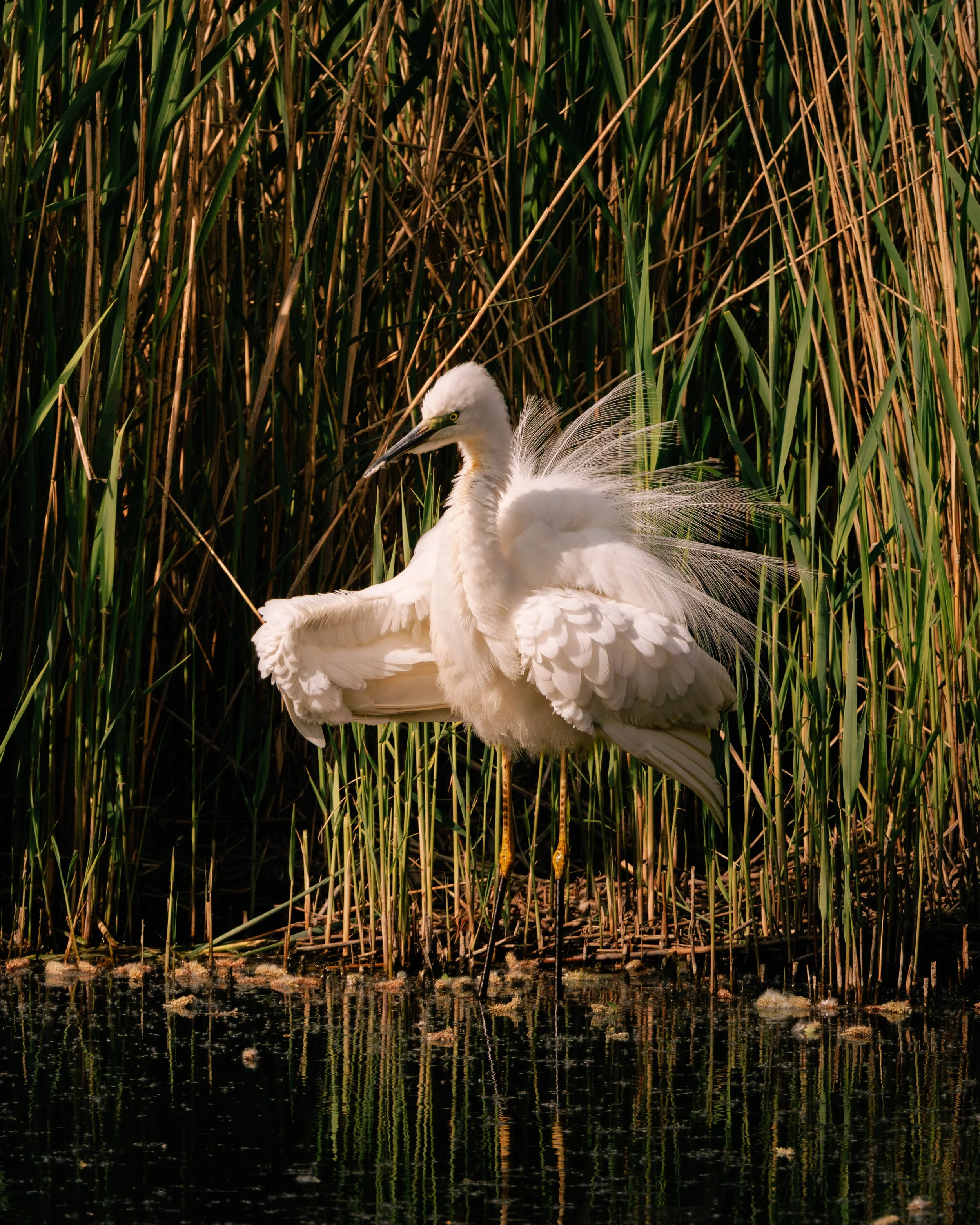 Grande aigrette toute gonflée