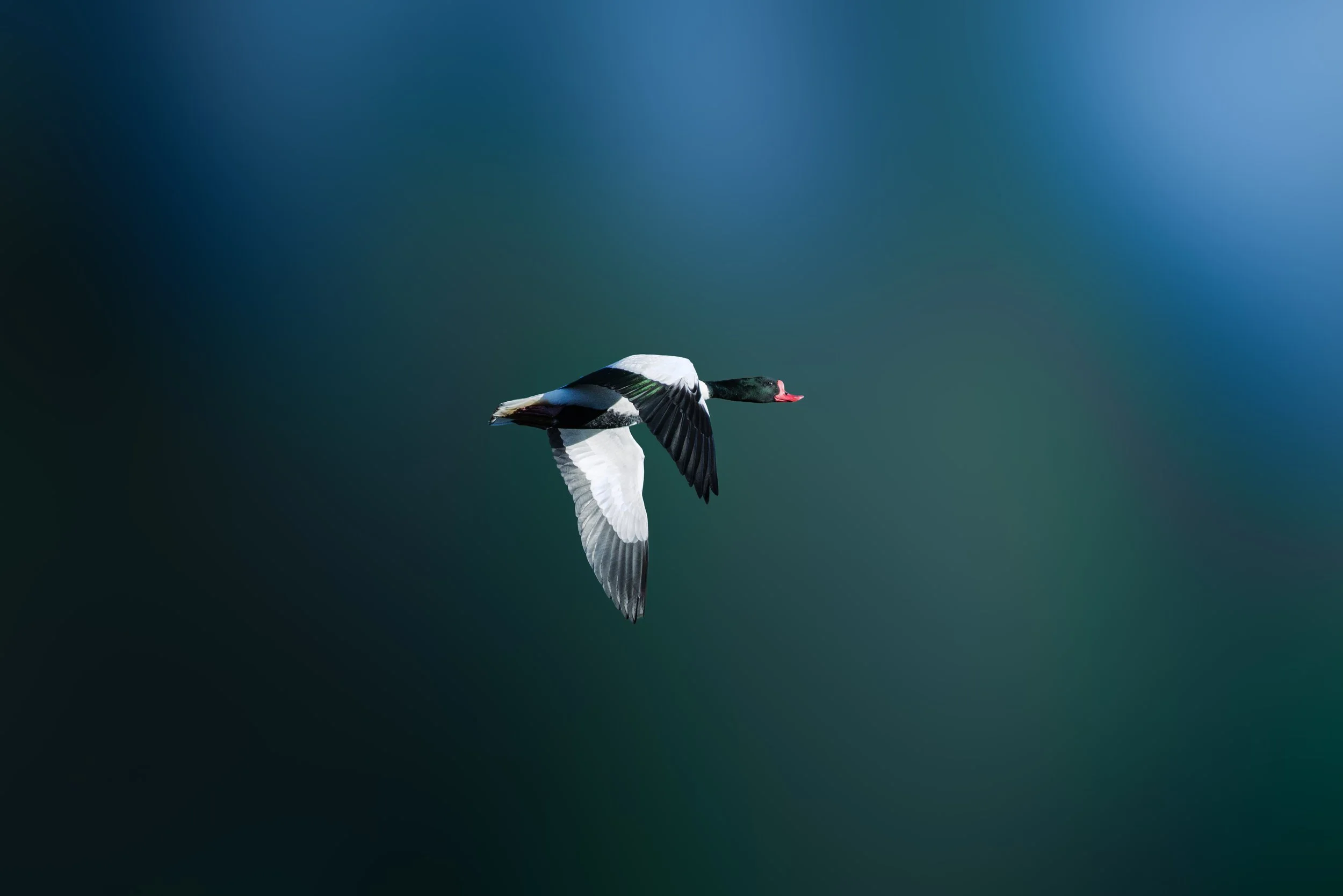 616A7408-Modifier-3.jpg