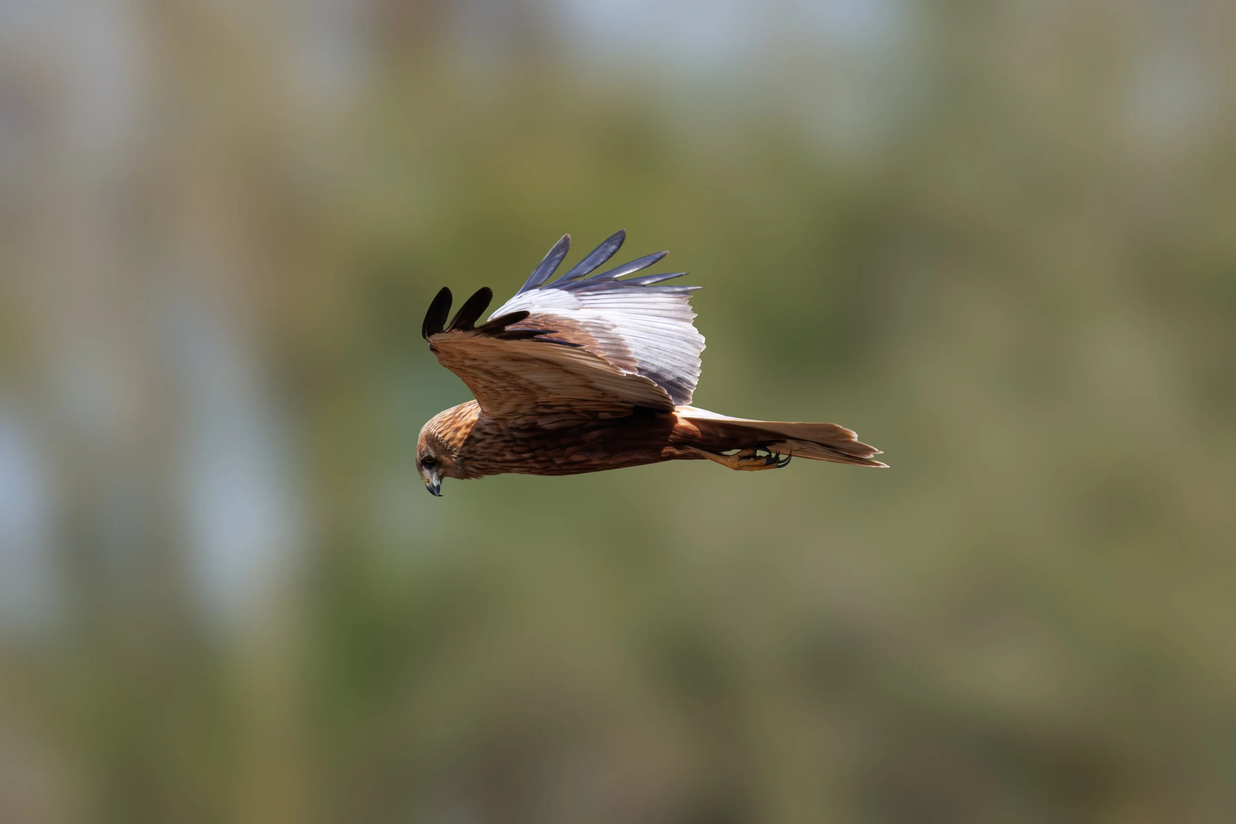 _A9A5299-Avec accentuation-Bruit-Modifier.jpg