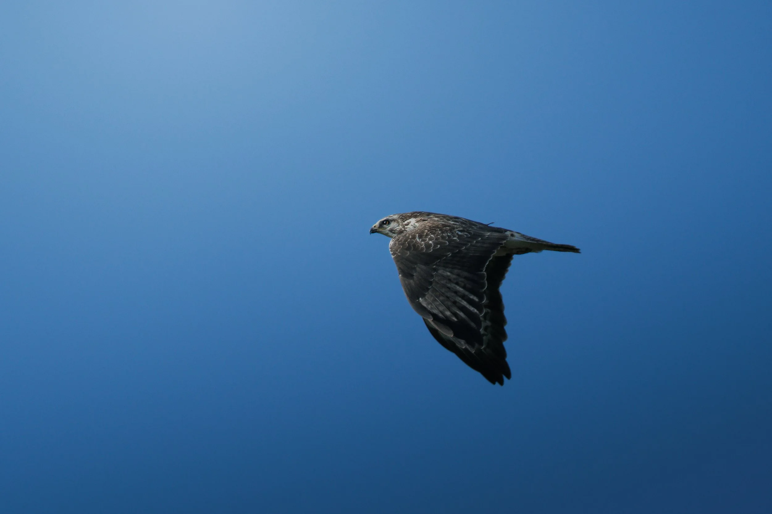 616A6399-2.jpg