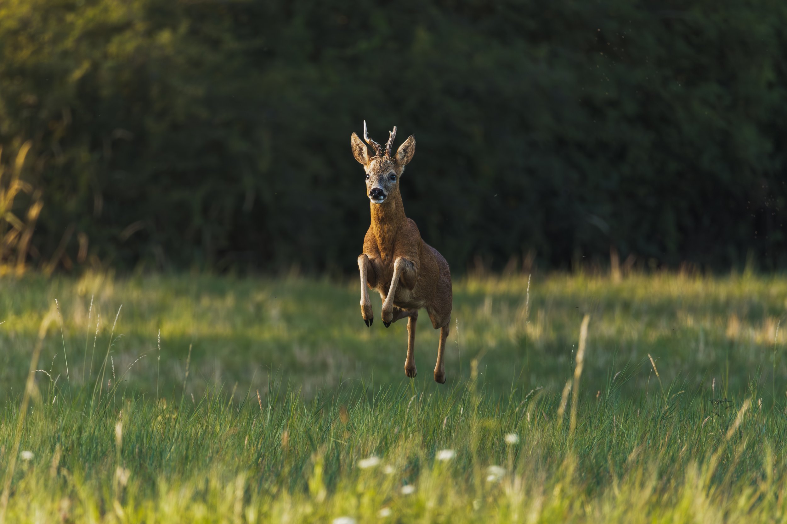 Un Brocard  sautant dans un champ vert avec des arbres en arrière-plan au couché du soleil.