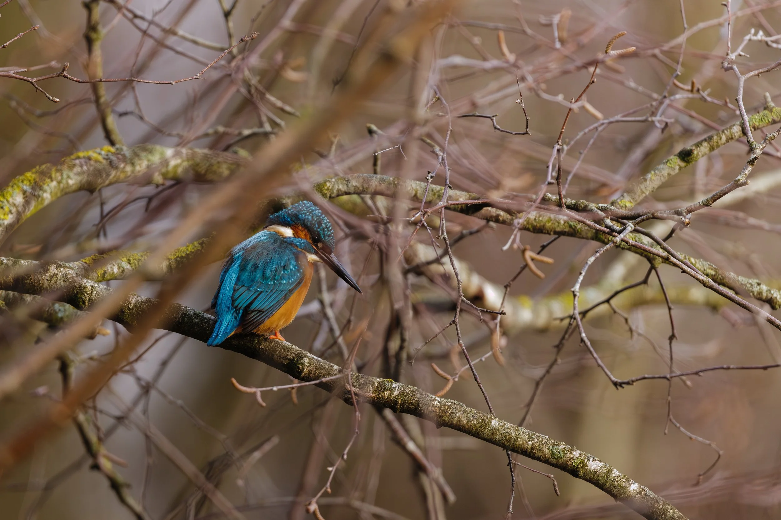 Martin-pêcheur sur une branche en hiver