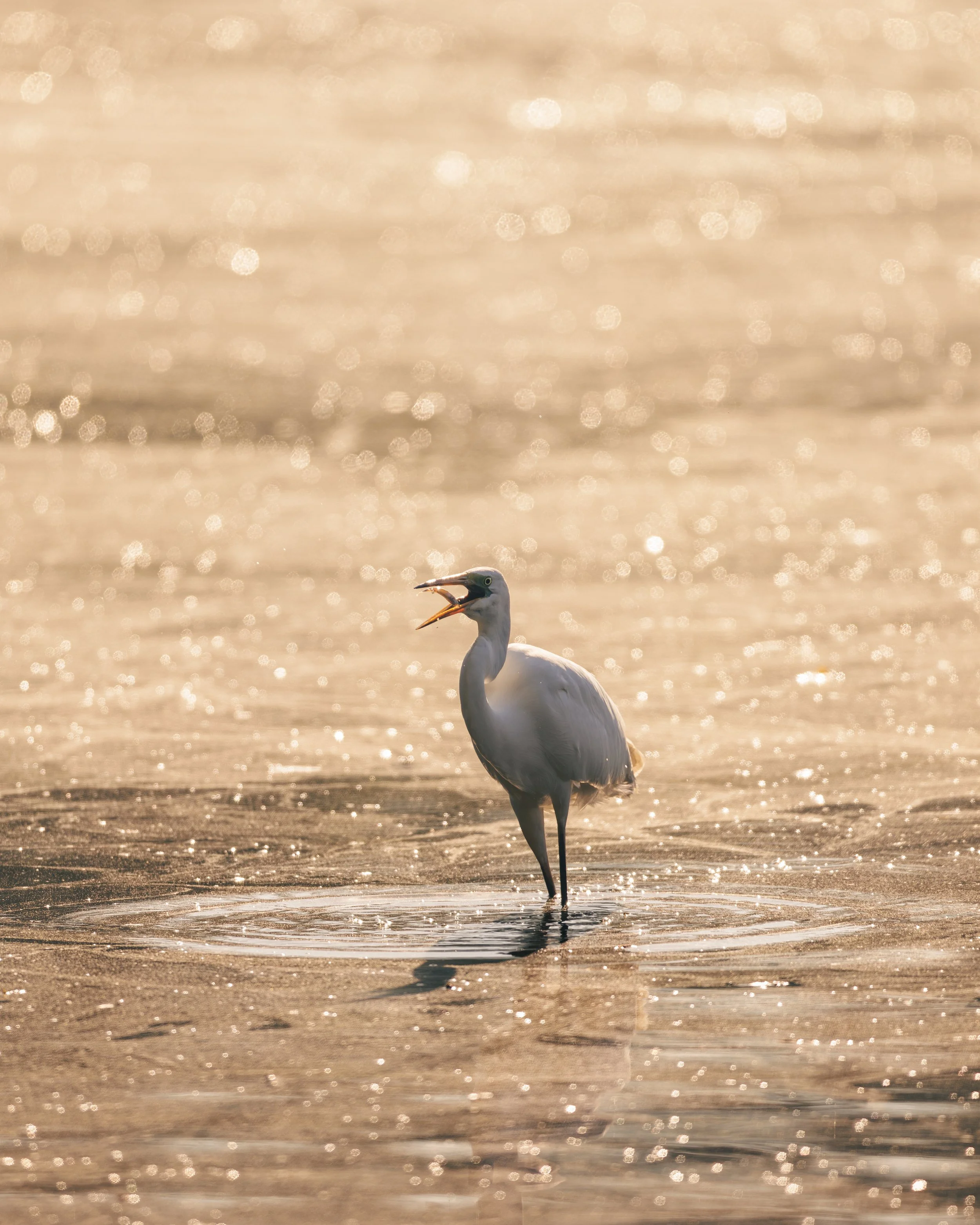 Le repas de la grande aigrette