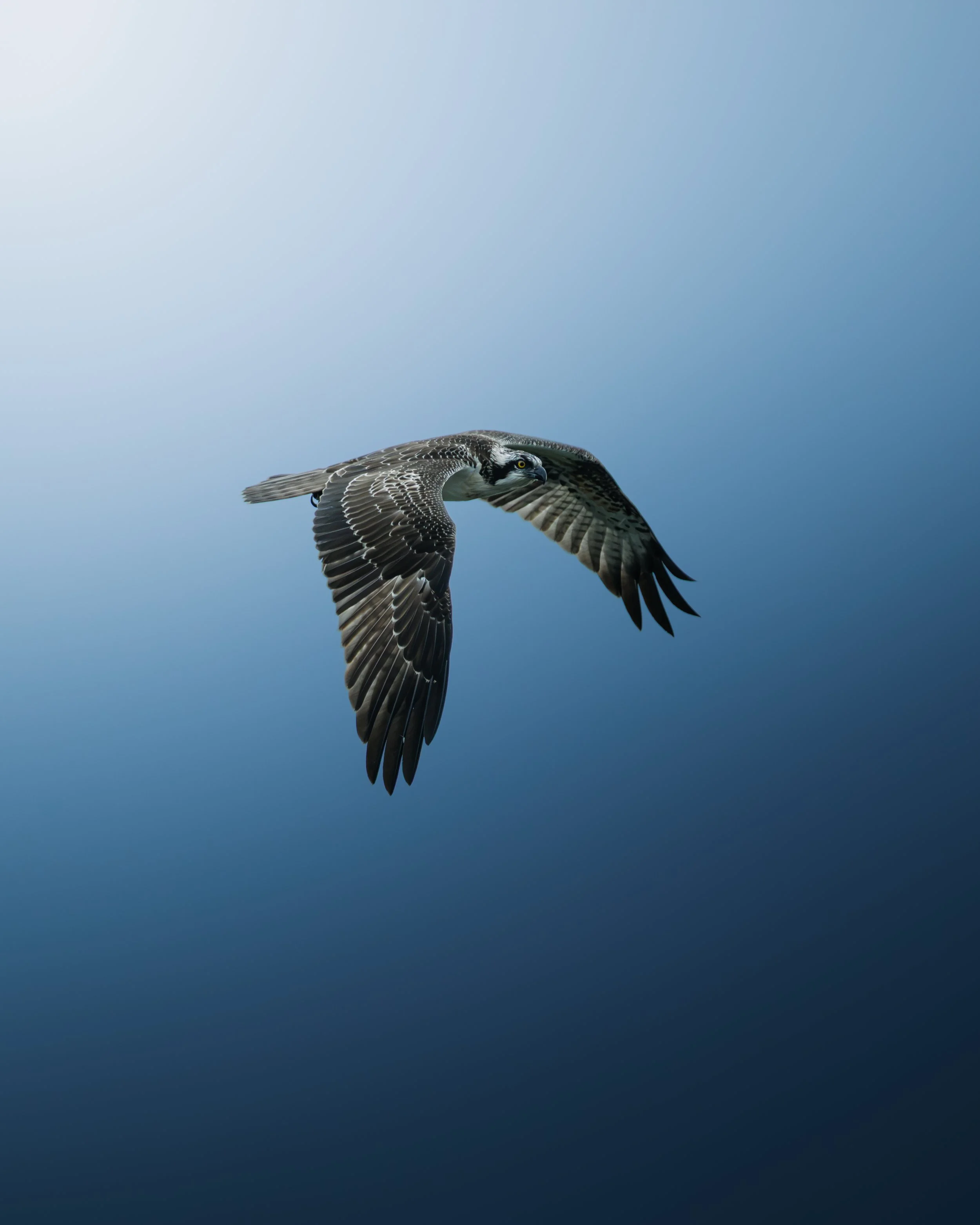 Le vol du balbuzard pêcheur