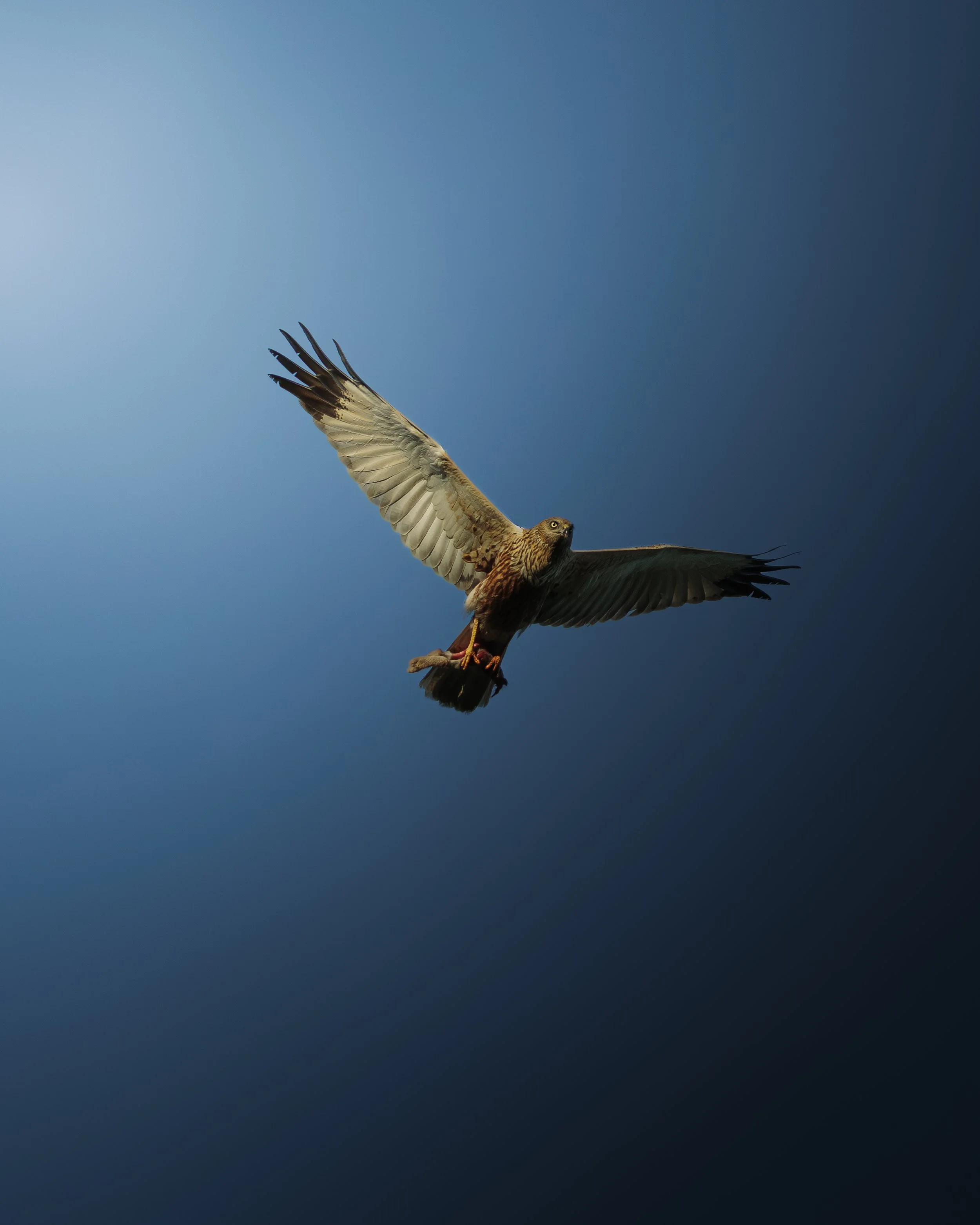 616A8343-Modifier.jpg