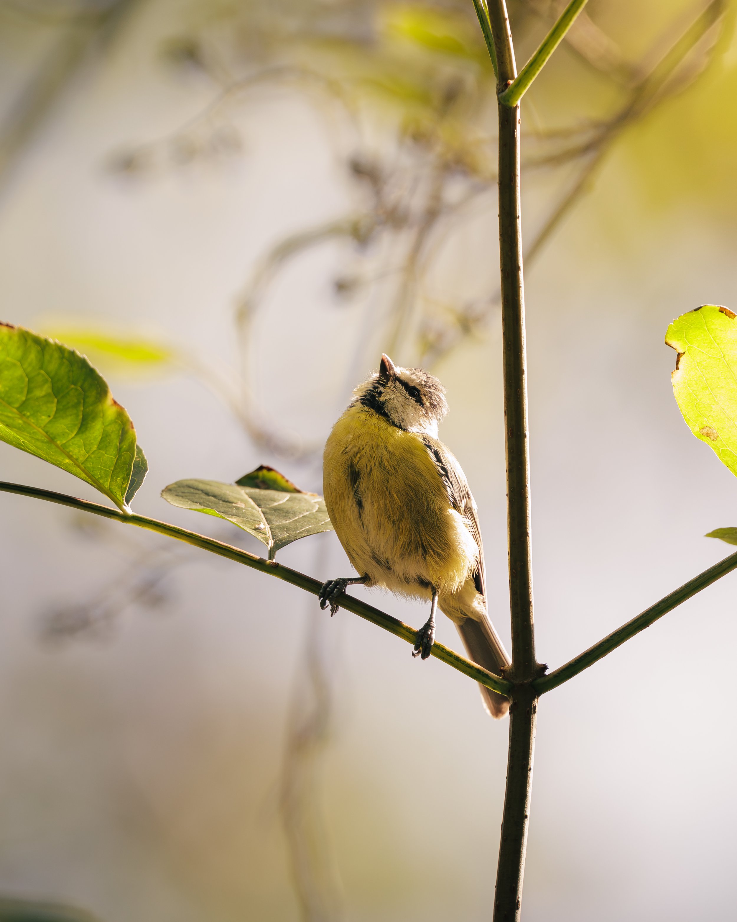 Mésange bleue à la lumière dorée du matin