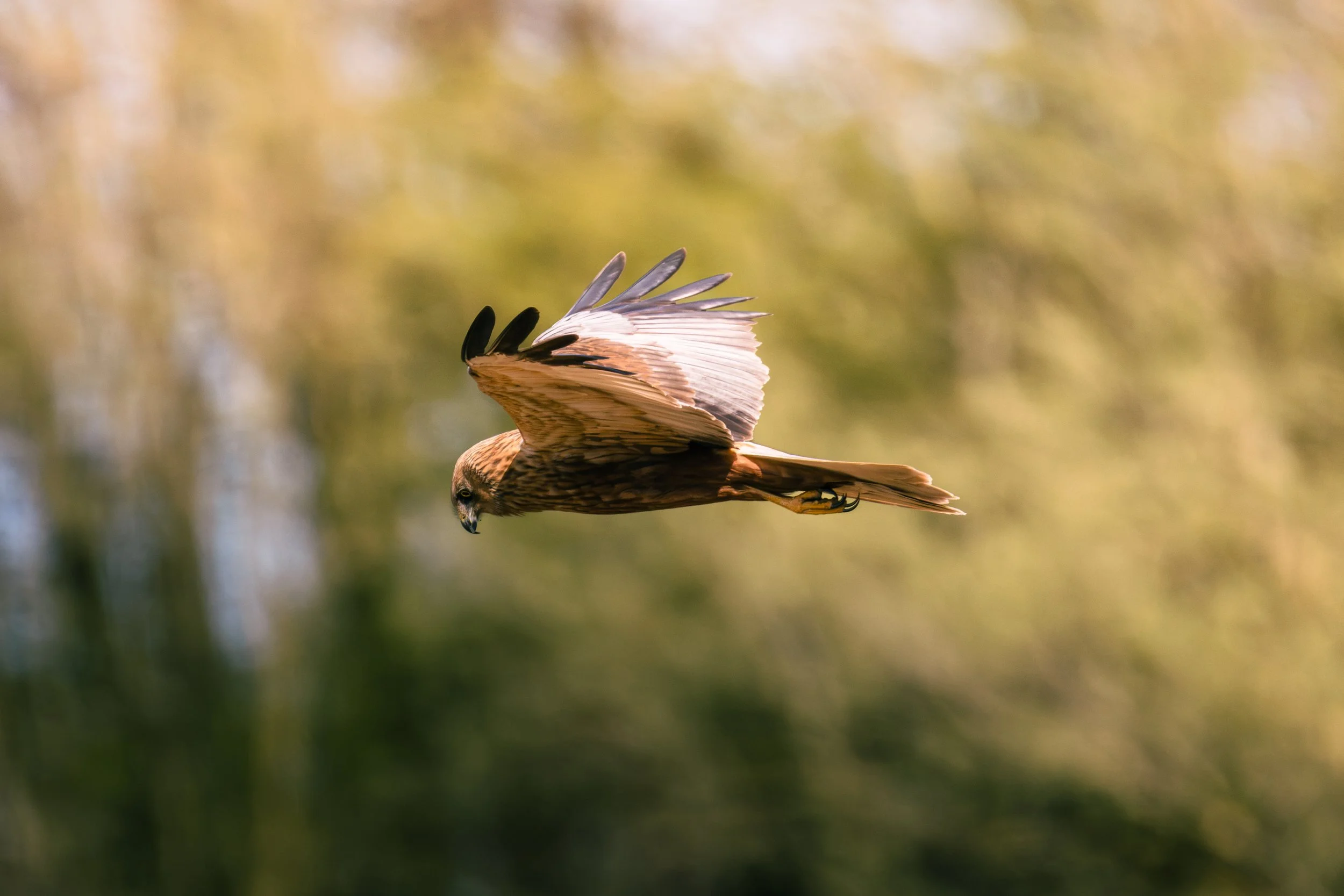 La chasse du busard des roseaux mâle au dessus de la roselière