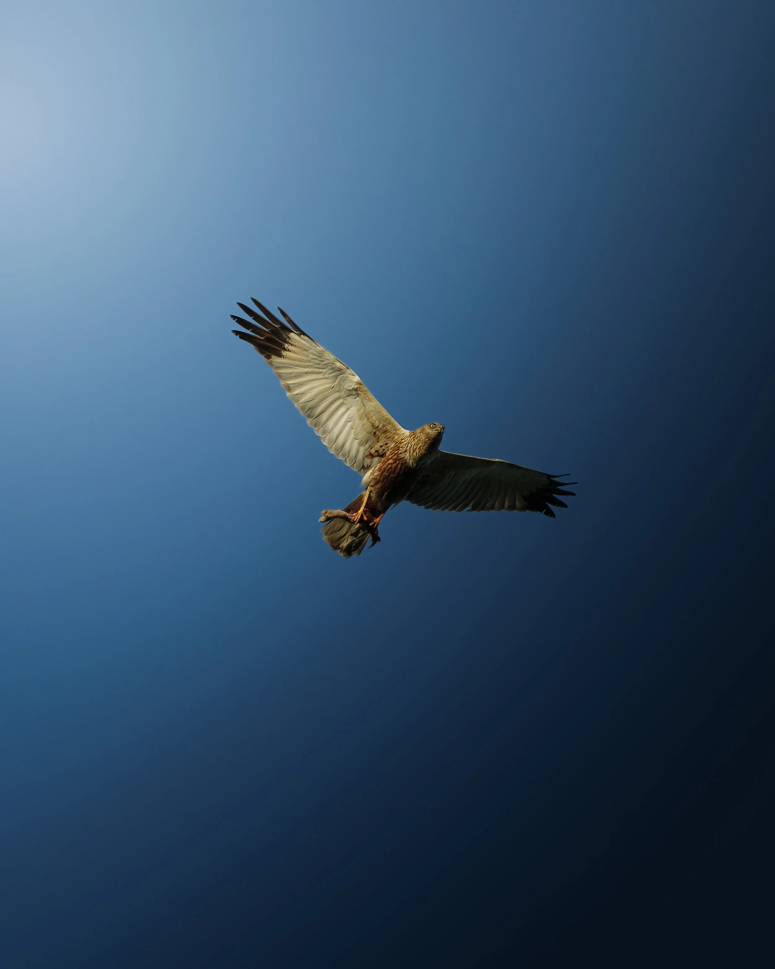 616A8354-Modifier.jpg