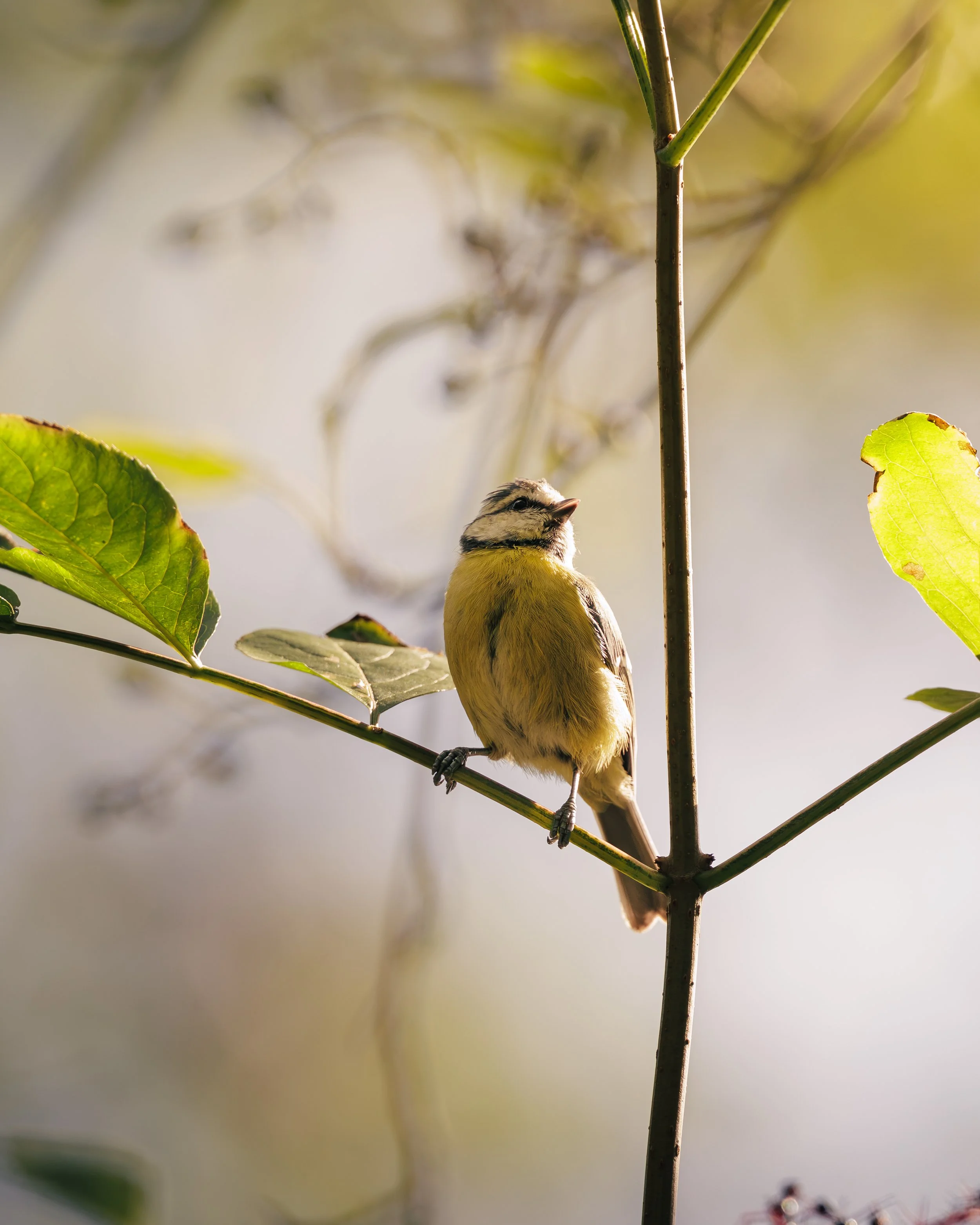 Mésange bleu sur une branche en été