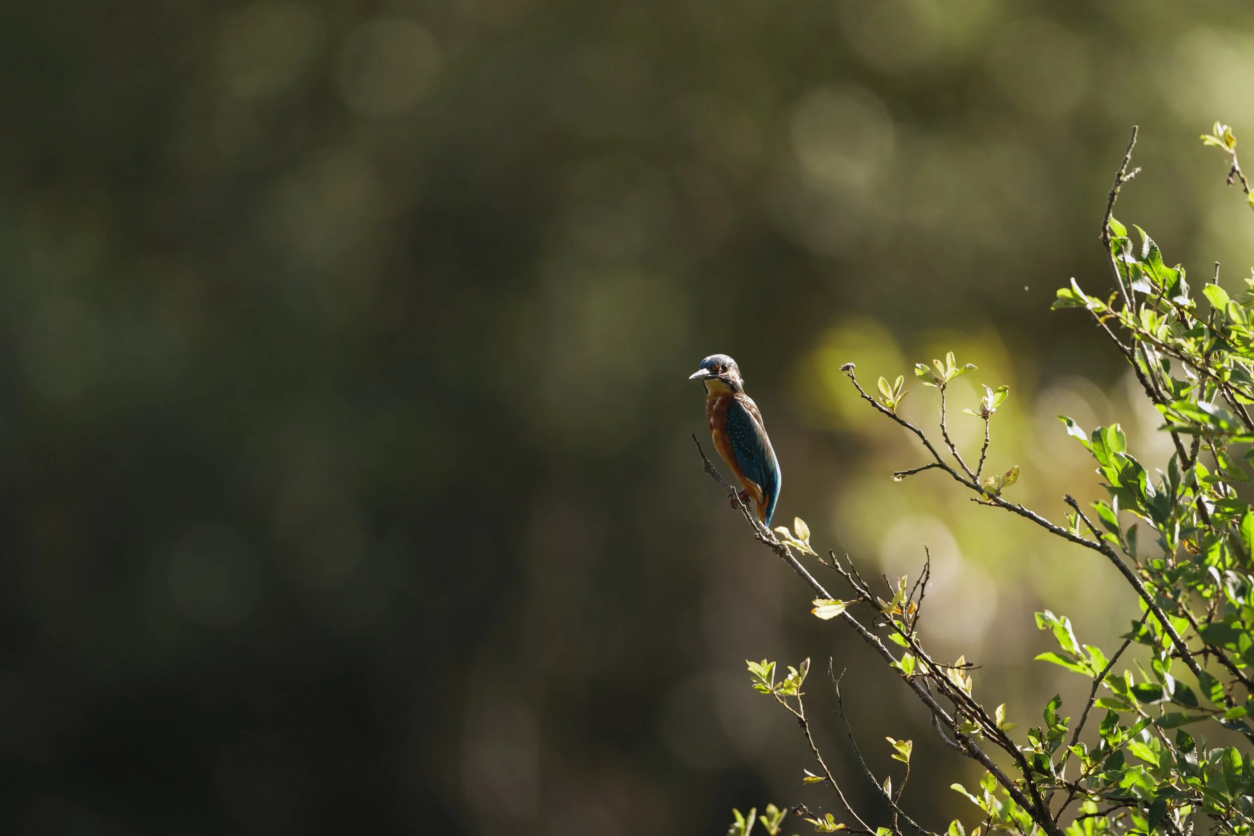 Un martin-pécheur coloré perchée sur une branche d'arbre avec un arrière-plan flou et un jeu de lumière.