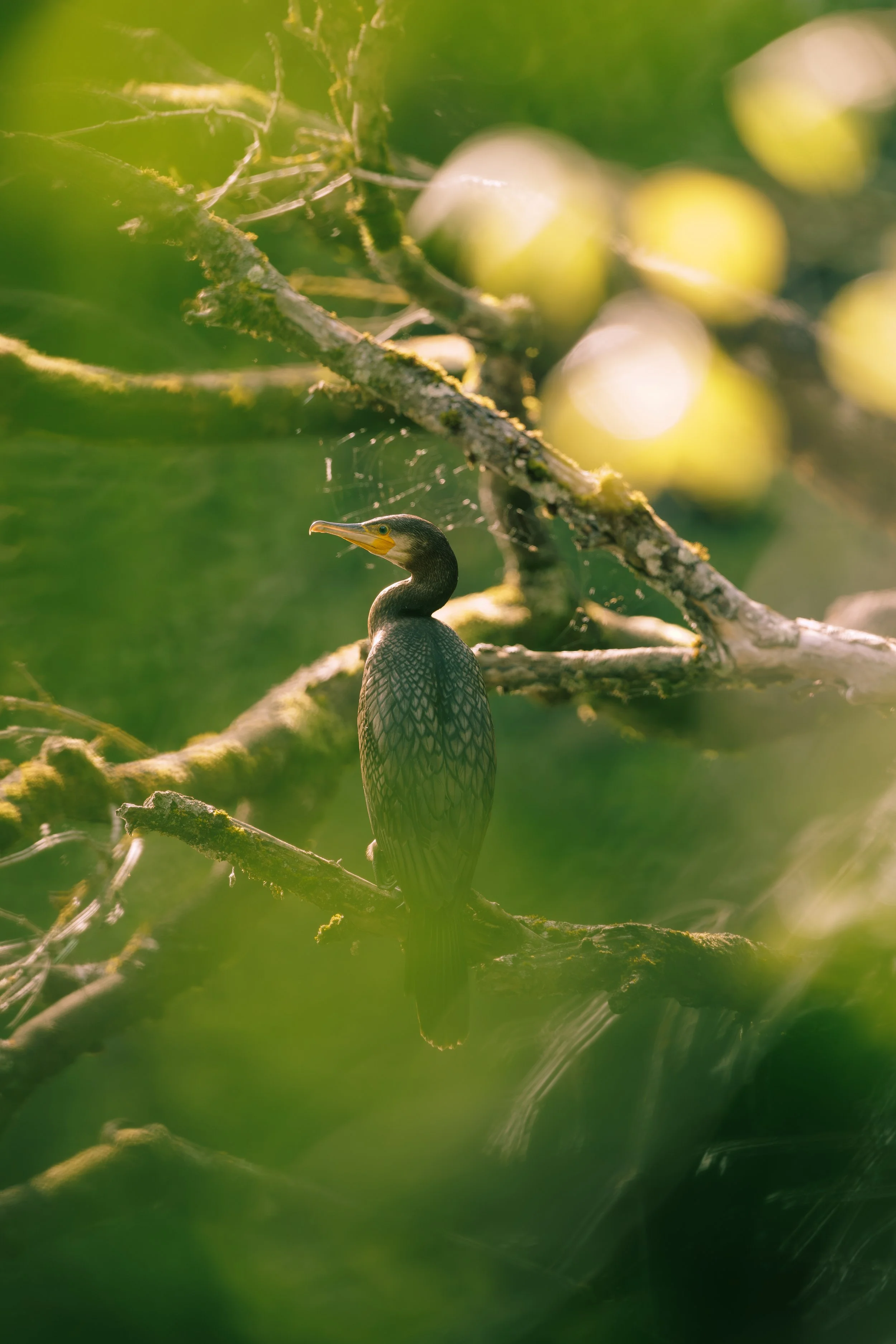 Le grand cormoran au soleil sur une branche