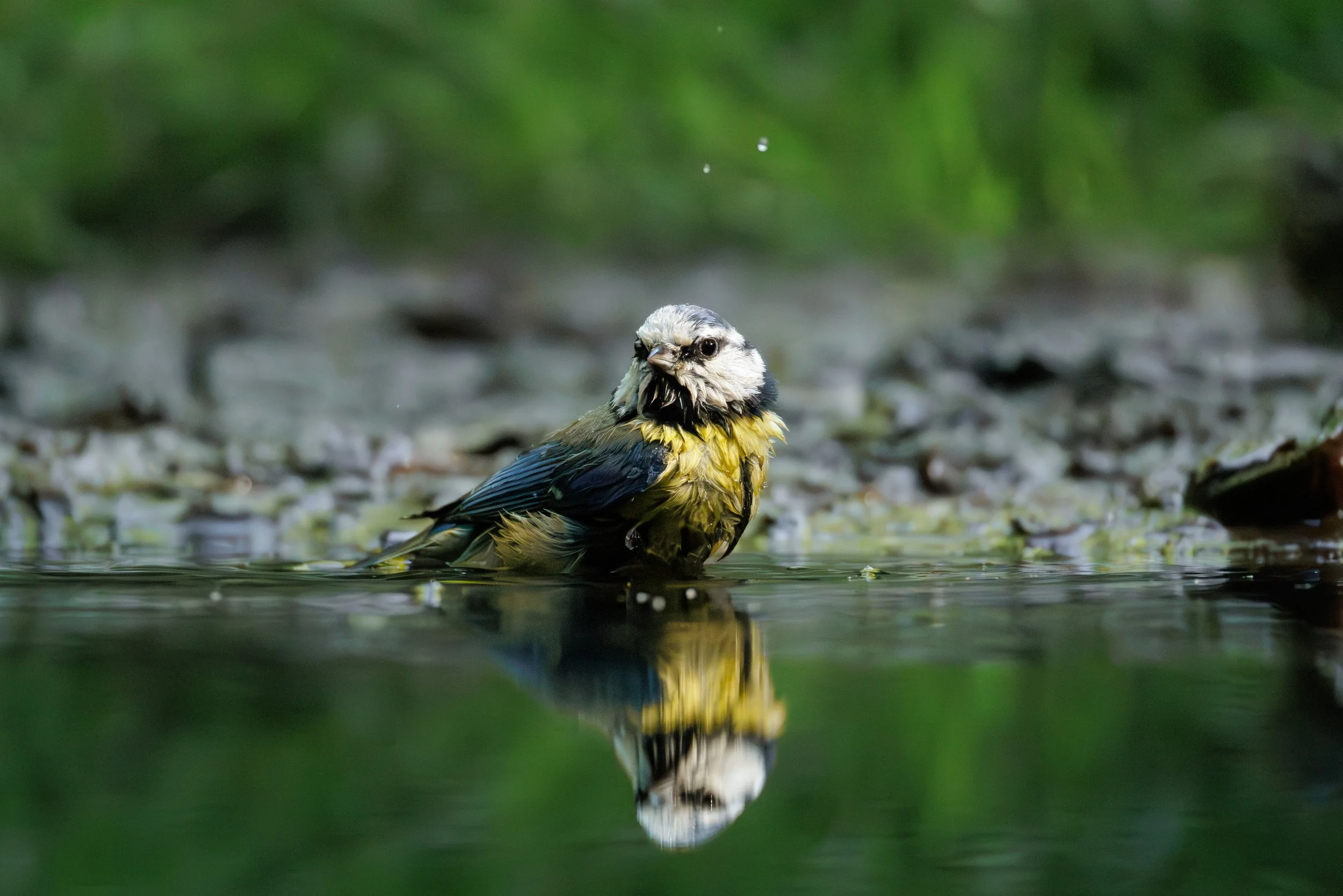 Une mésange bleu, qui se trempe dans l'eau pour se laver avec un fond de verdure floue.