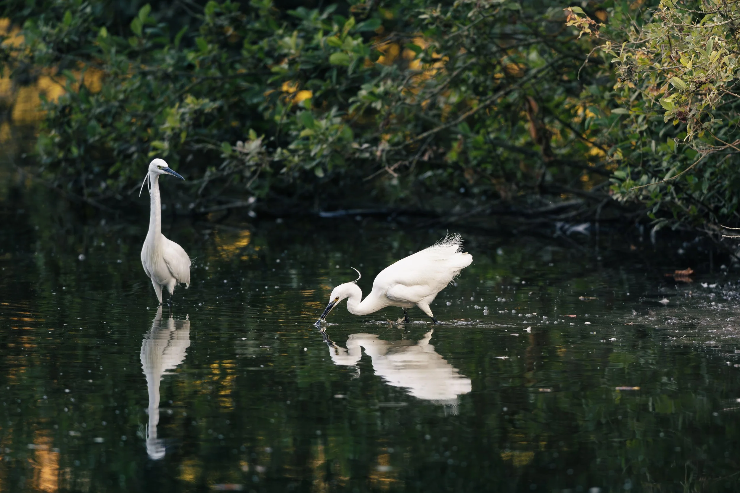 La chasse de l'aigrette garzette