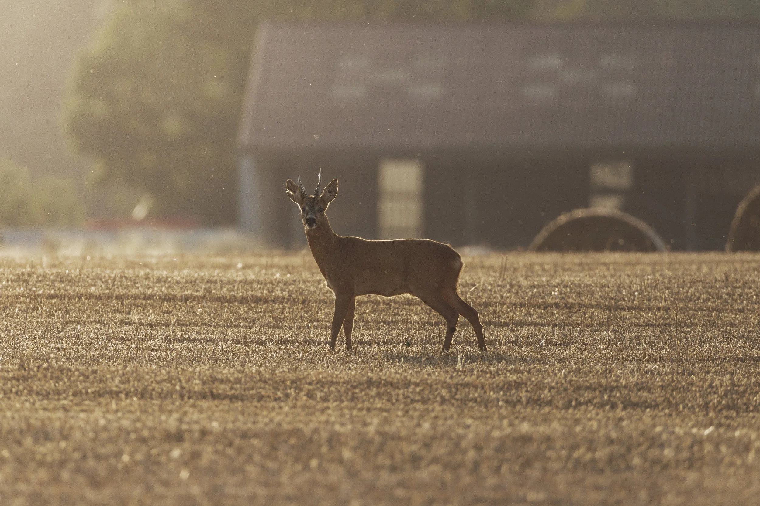 Un brocard debout dans un champ de blé coupé au coucher du soleil.