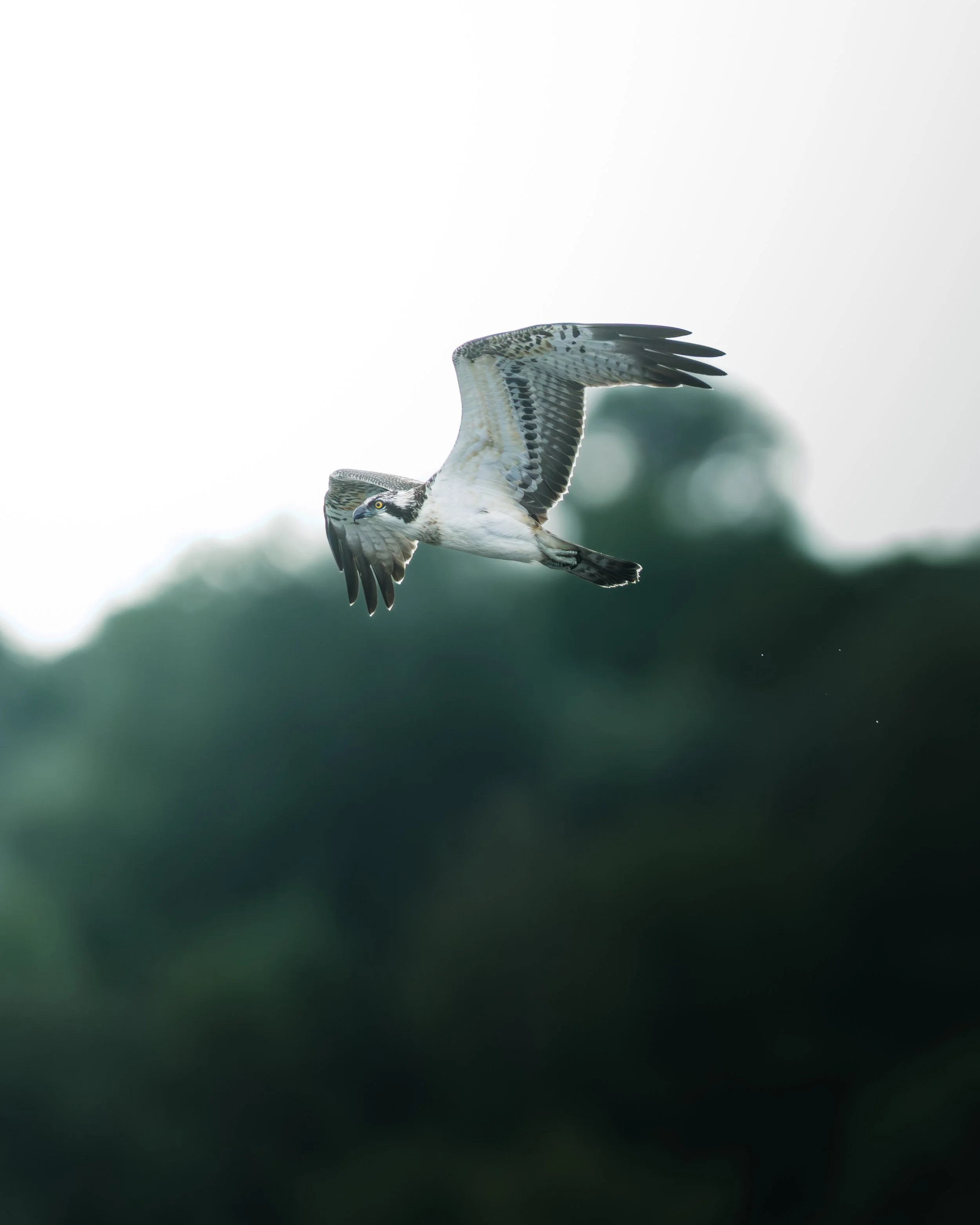 Balbuzard pêcheur au dessus d'un marais