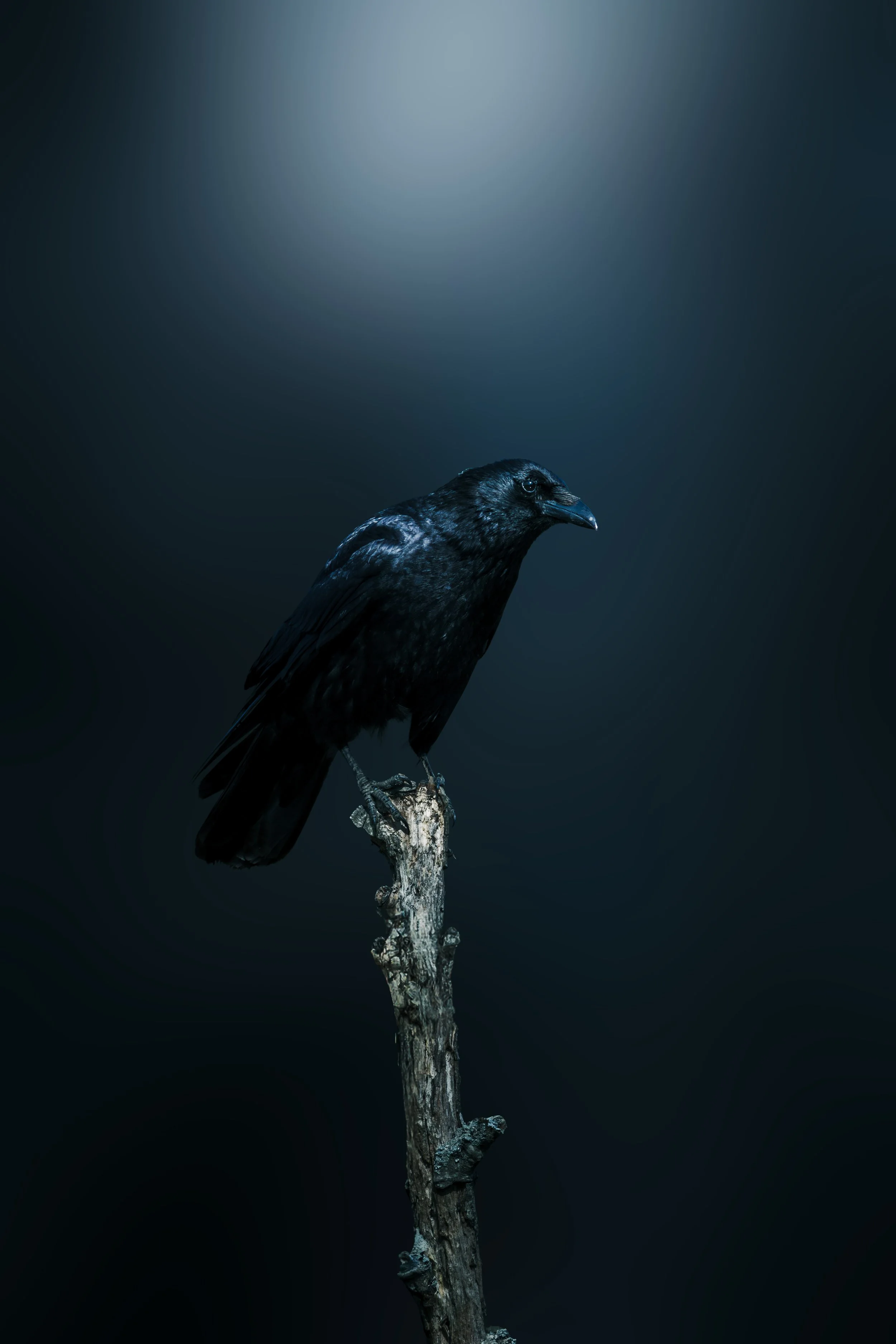 616A2735-Avec accentuation-Bruit-Modifier.jpg