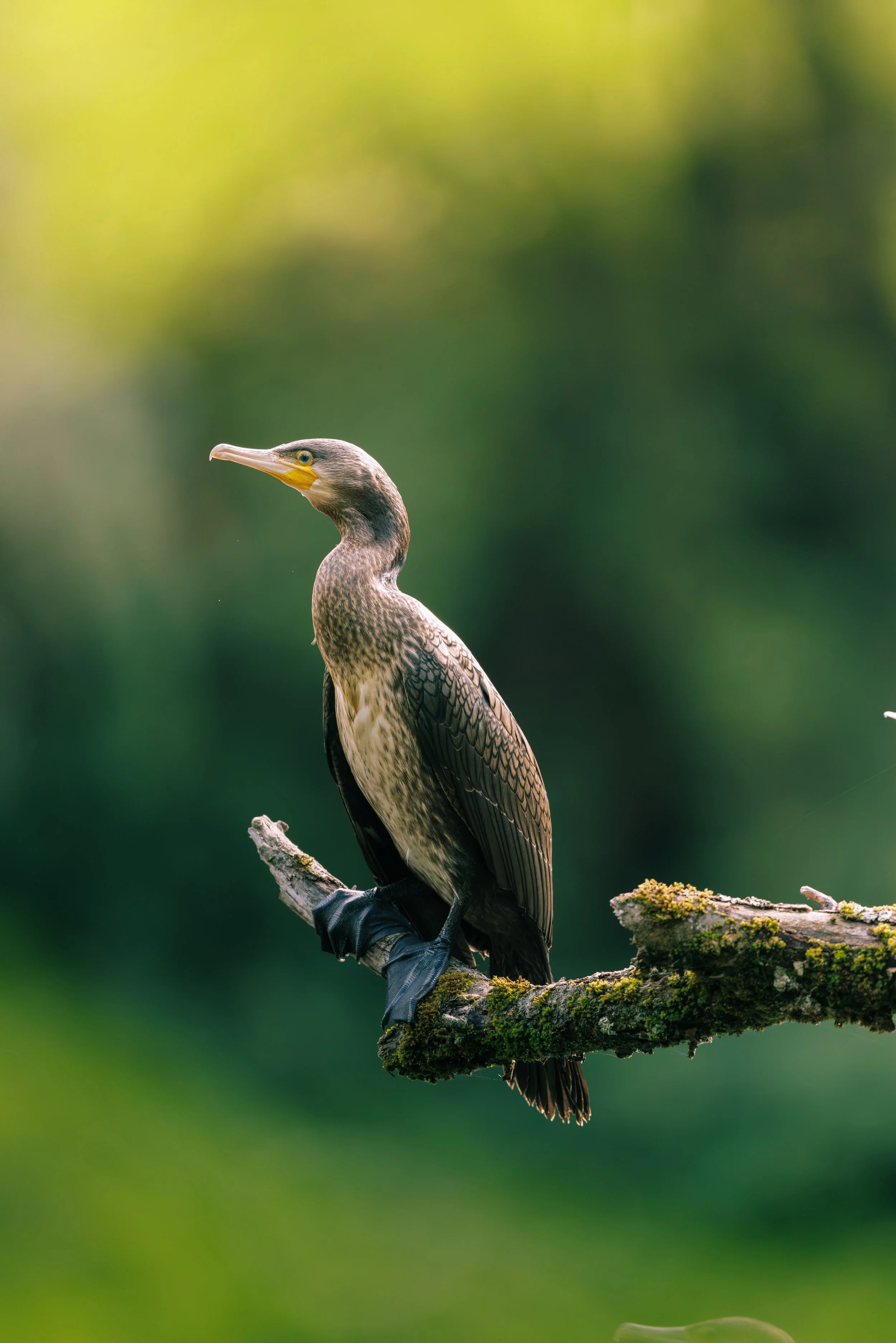 Le cormoran au soleil