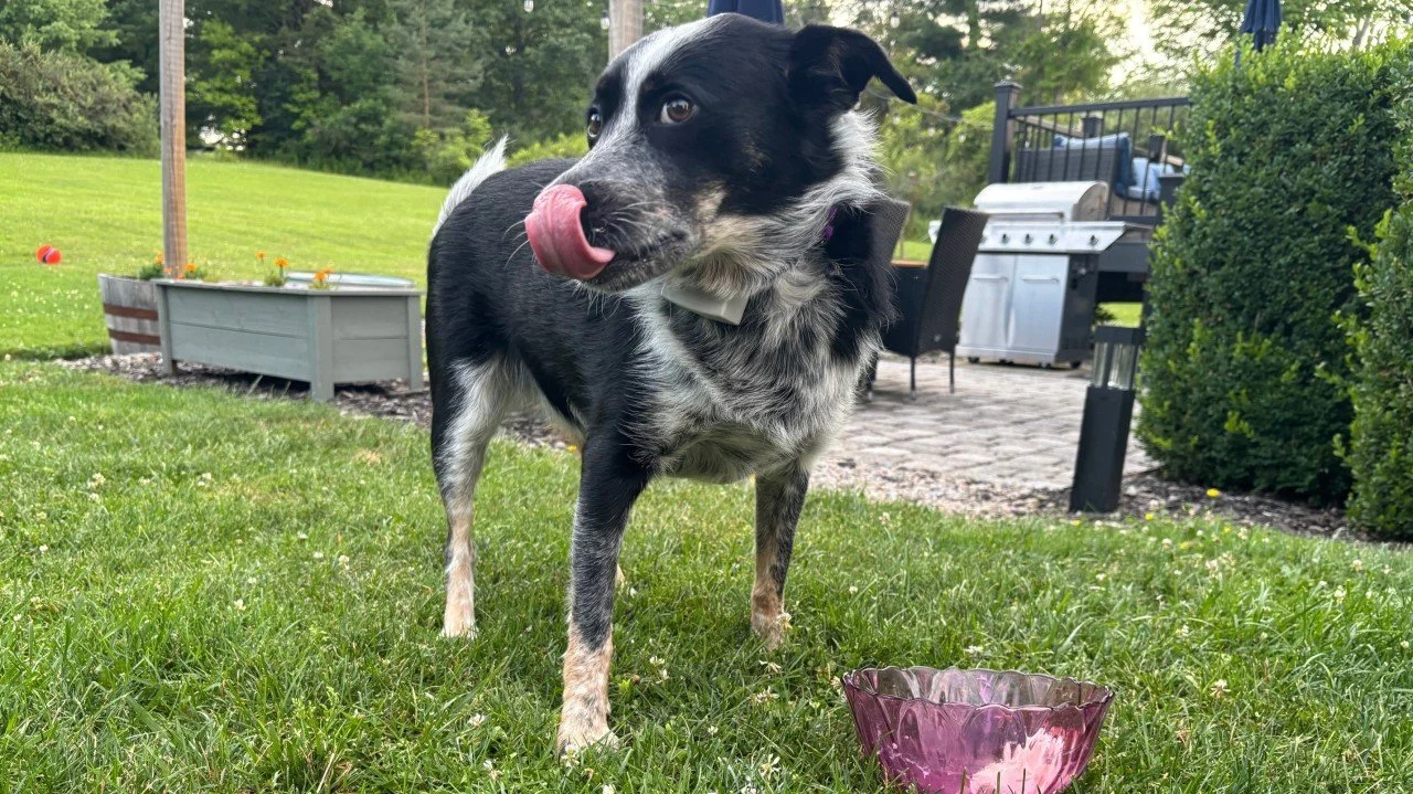 Big Girl Panties Diaries- Entry #42: What My Dog Knows About Leadership