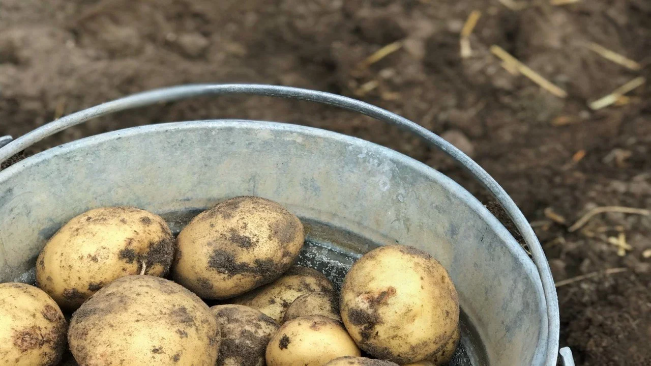 Big Girl Panties Diaries - Entry #9 I Threw Potatoes at Leaders —and It Was the Best Change Strategy I’ve Used