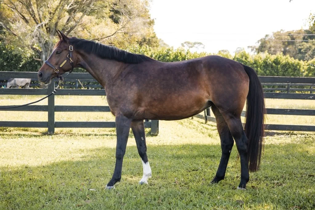 Bay mare full body profile shot on grass with paddocks in background