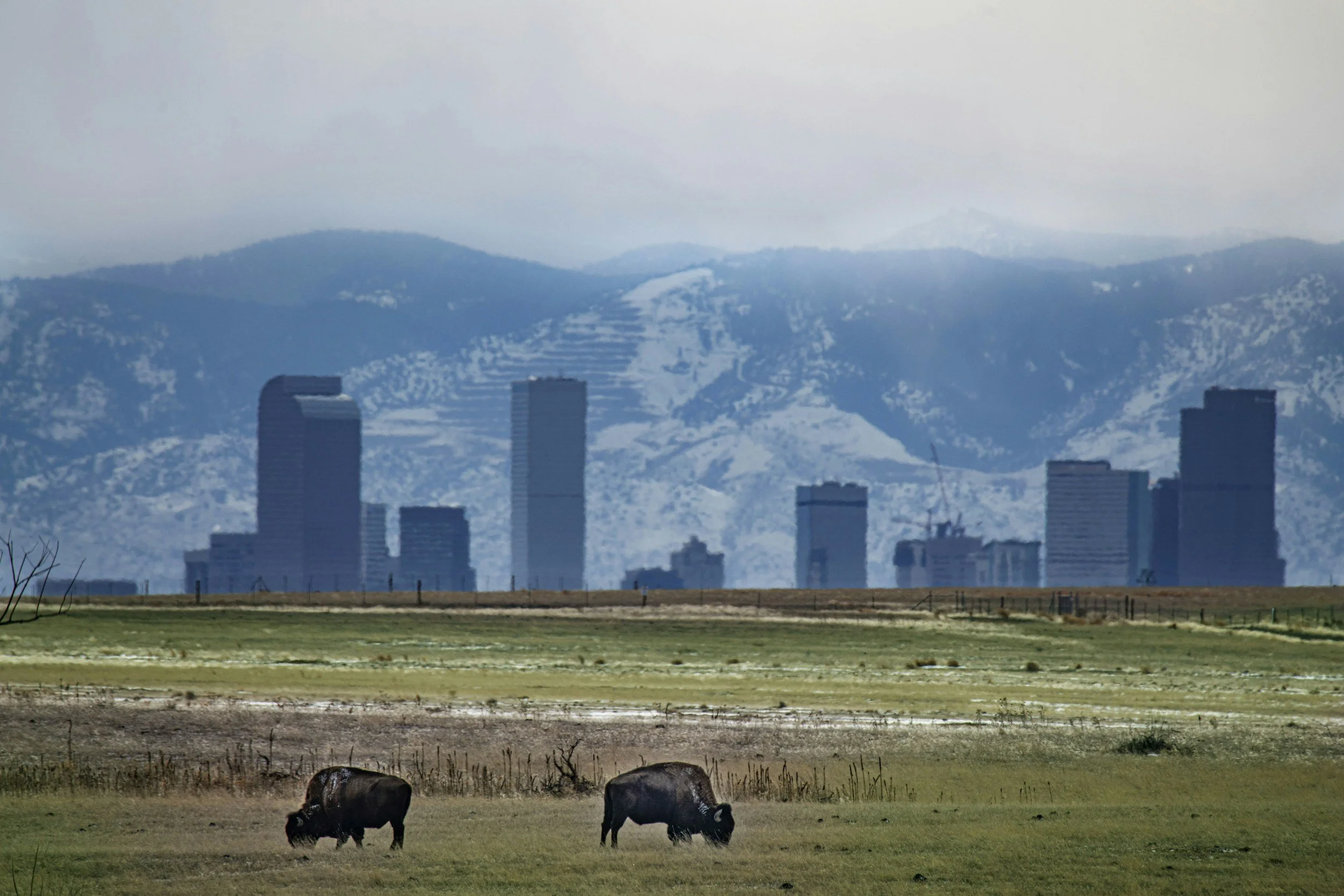 Bison grazing in a field with a city skyline and snow-capped mountains in the background.