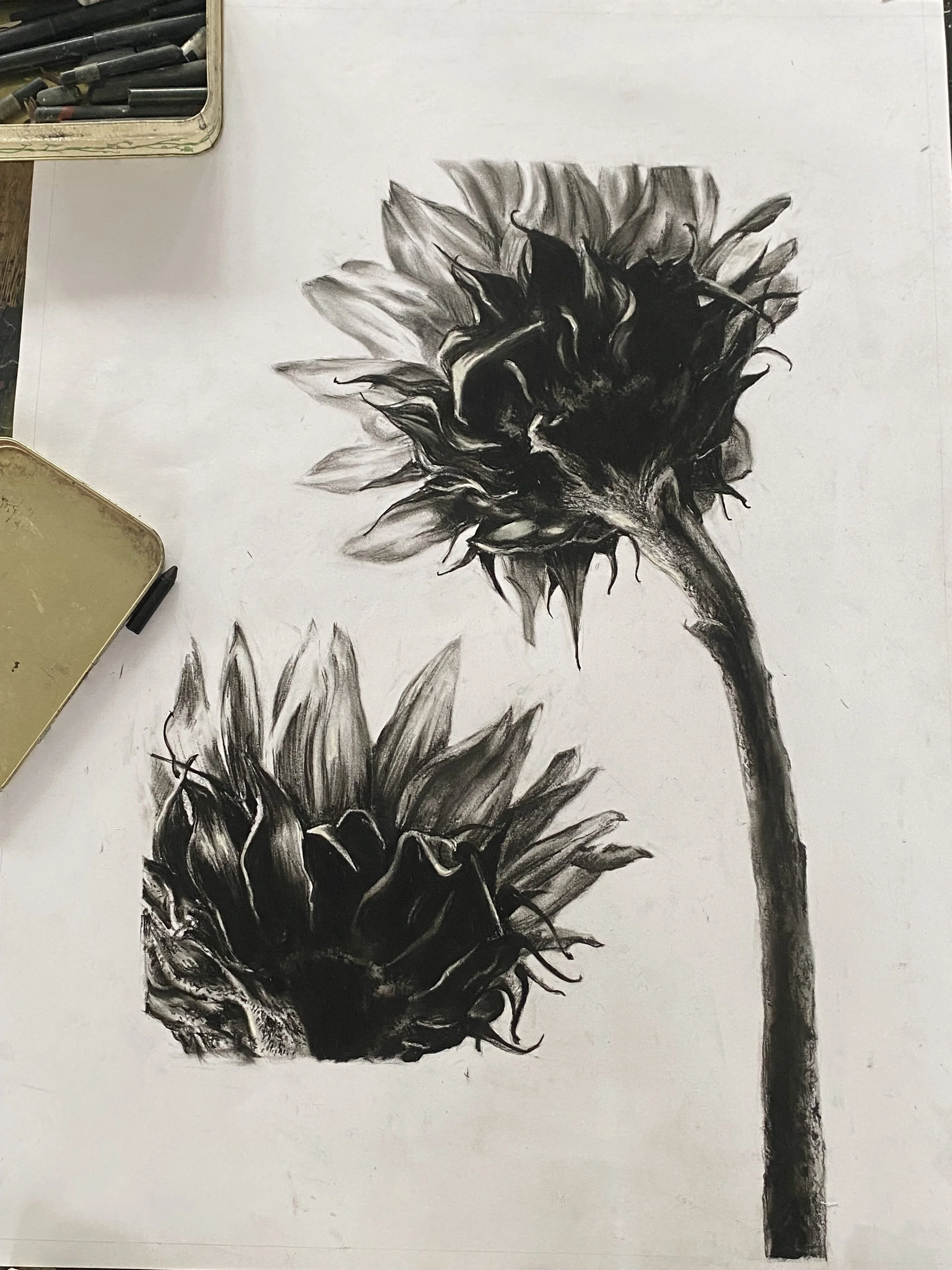 Black and white pencil drawing of two sunflower heads with long stems on white paper.